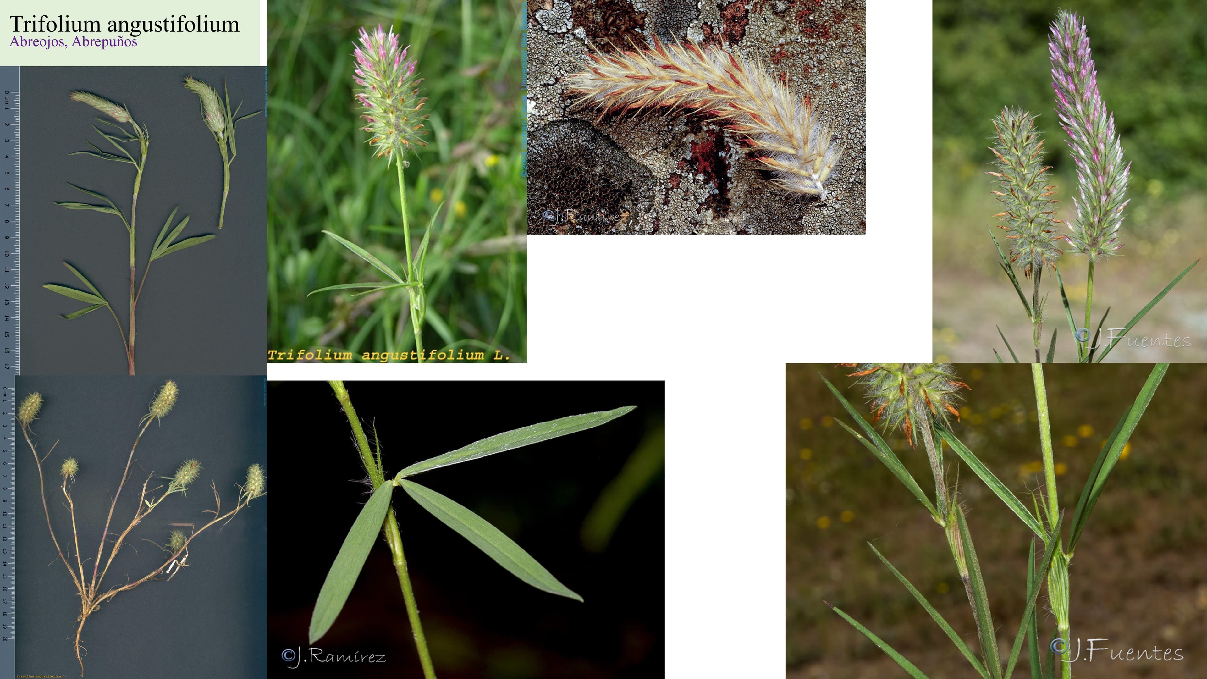 Trifolium angustifolium