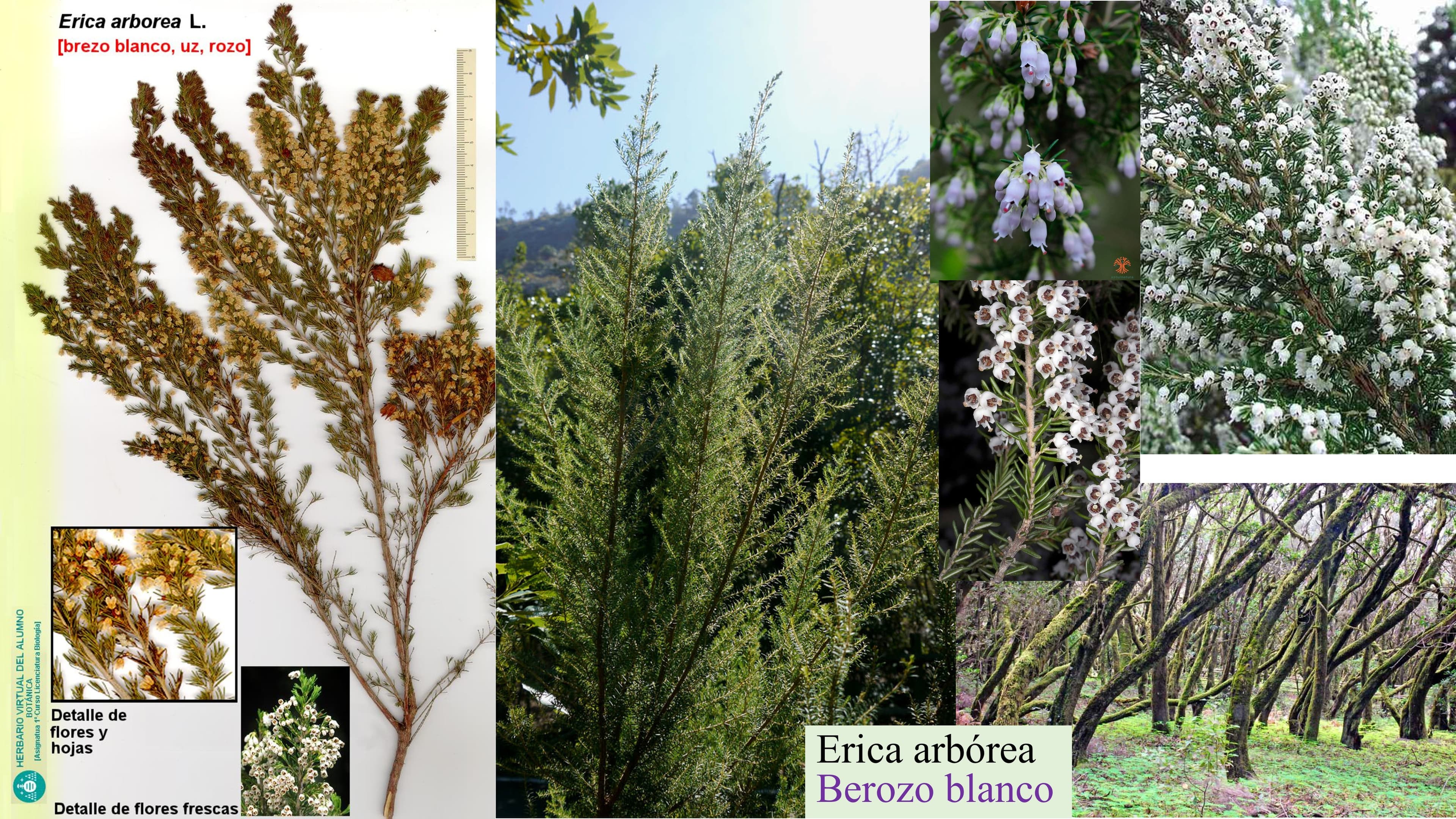 Erica arborea