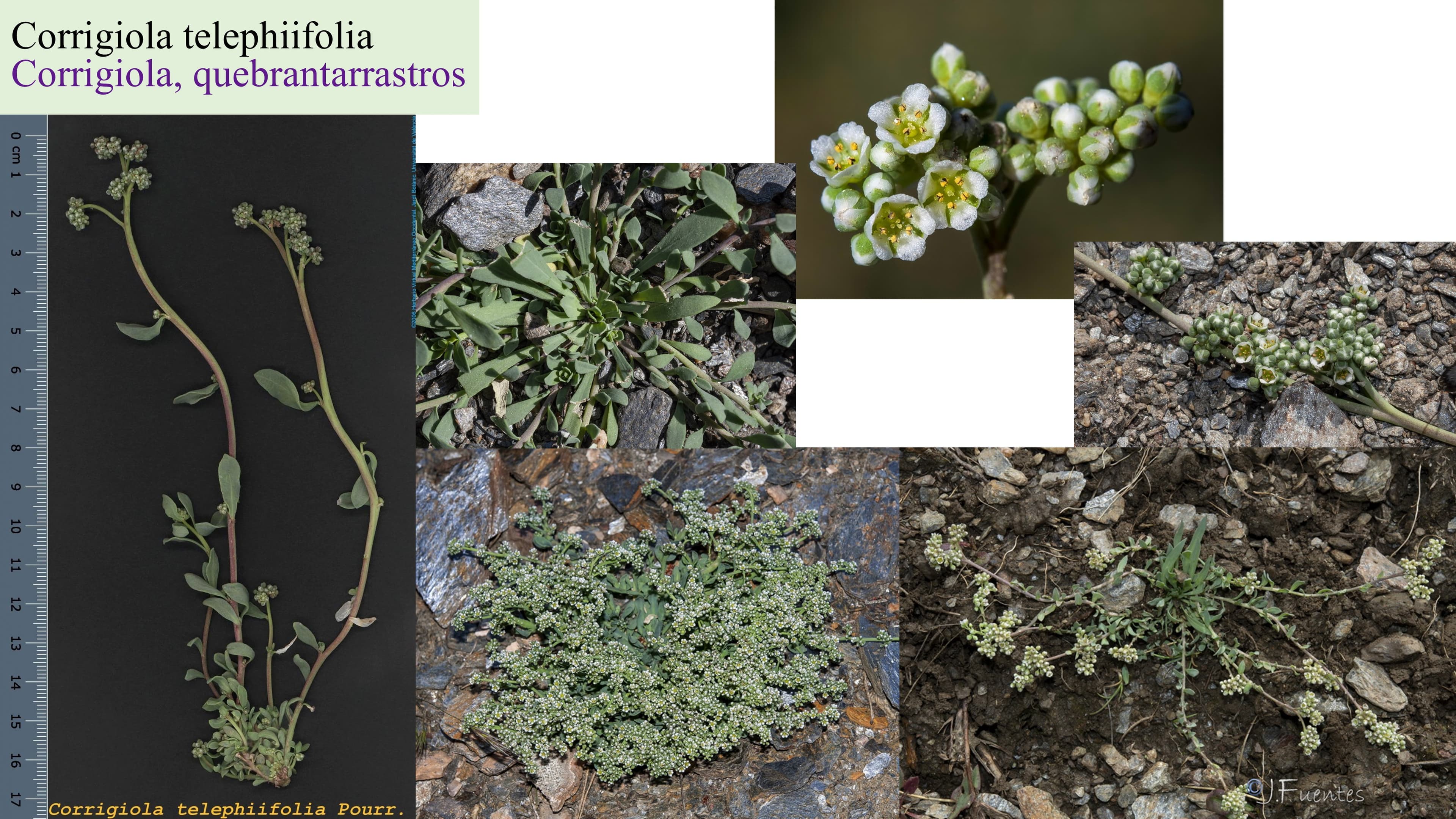 Corrigiola telephiifolia