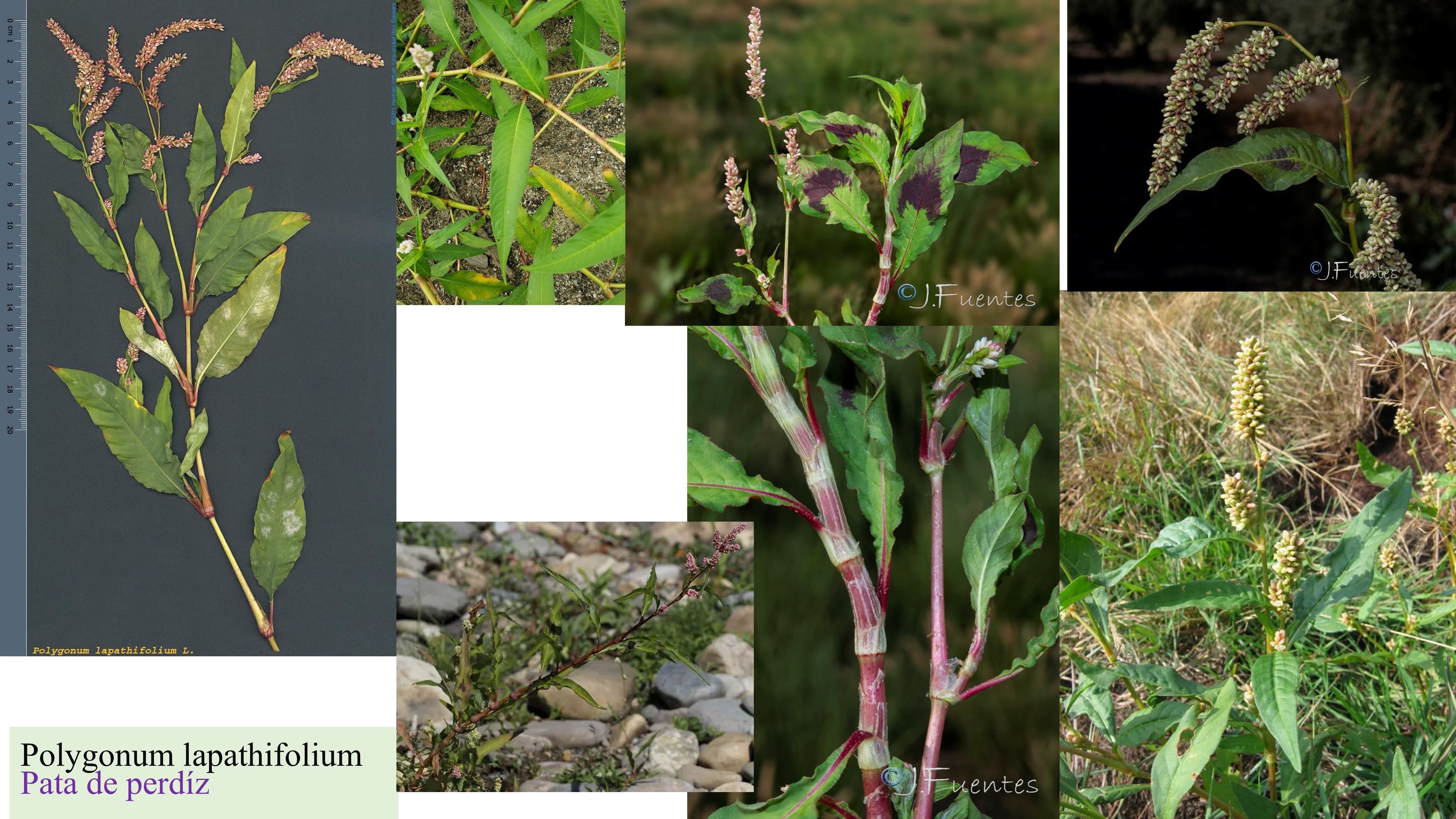 Polygonum lapathifolium