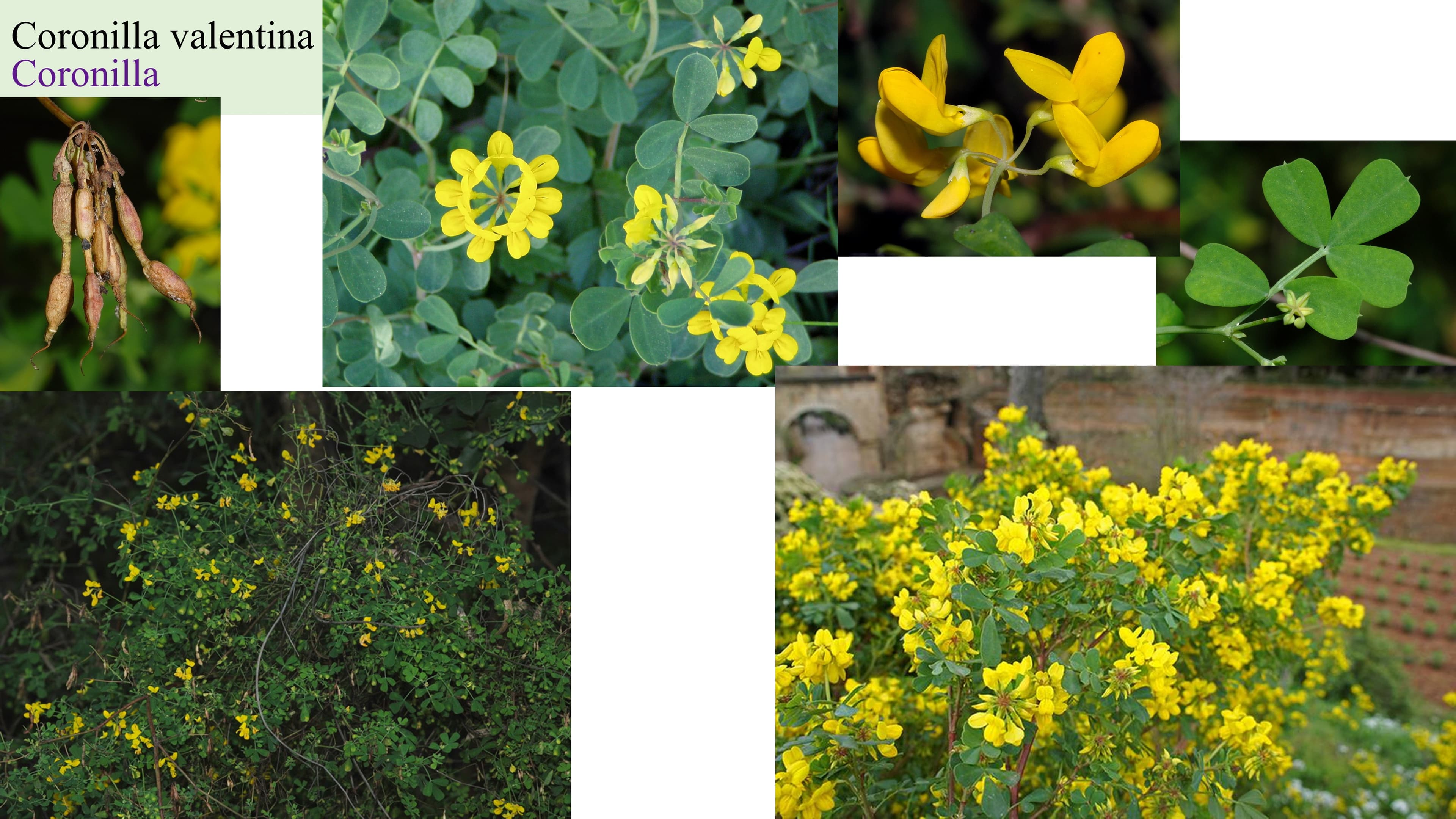 Coronilla valentina