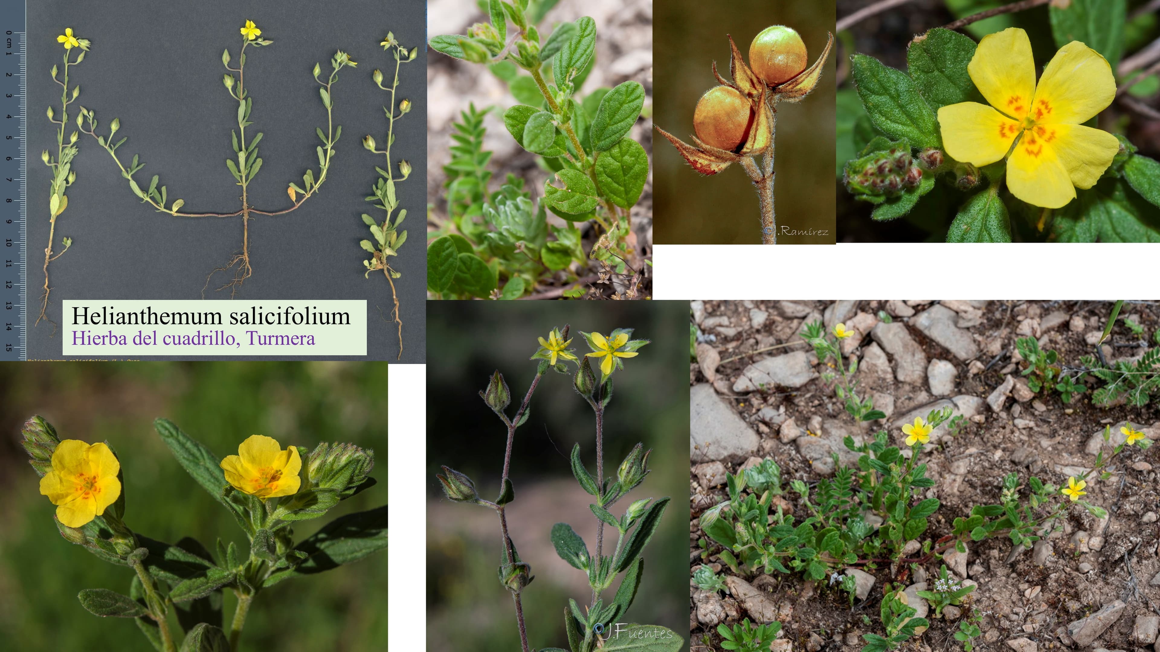 Helianthemum salicifolium