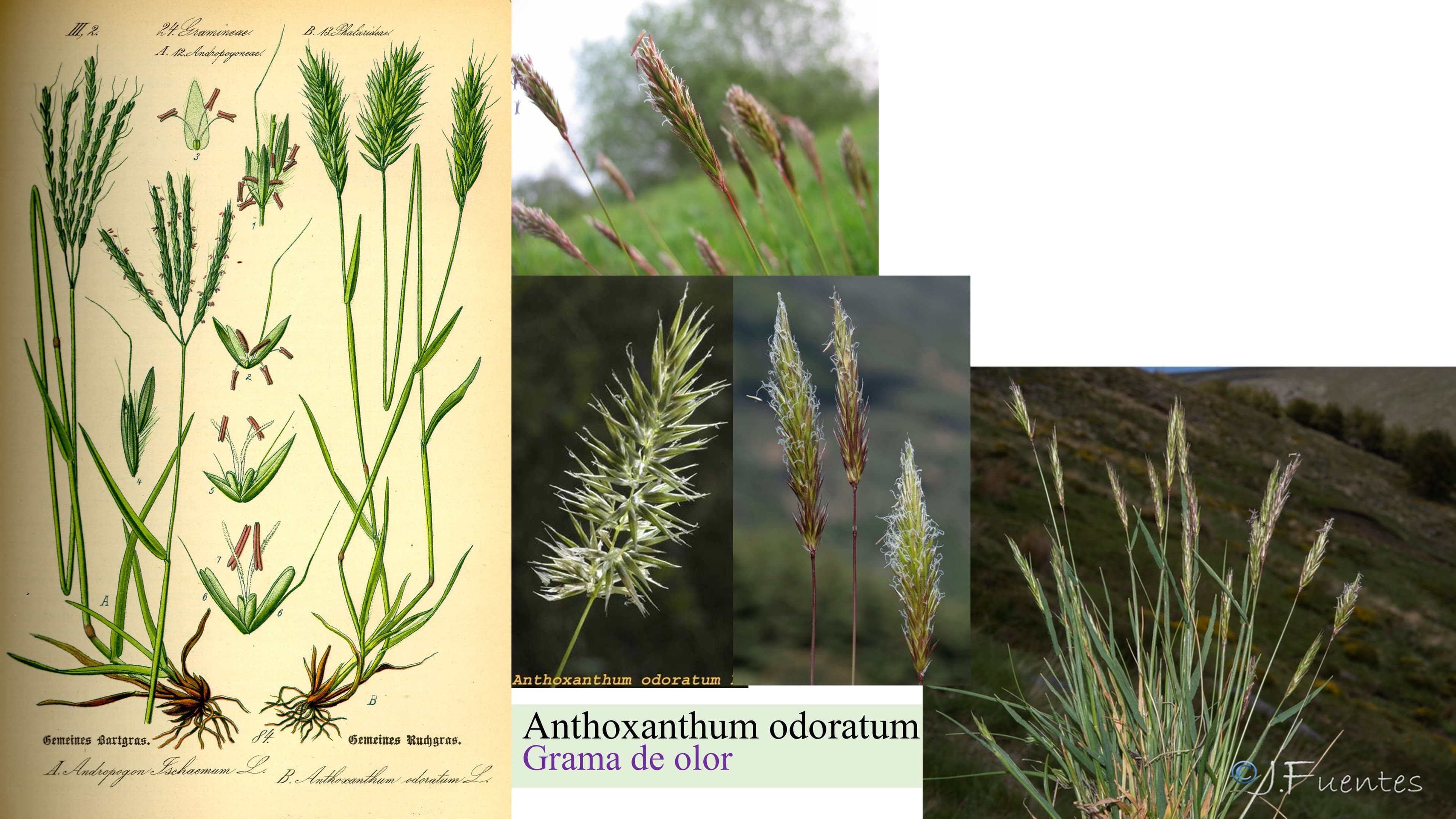 Anthoxanthum odoratum