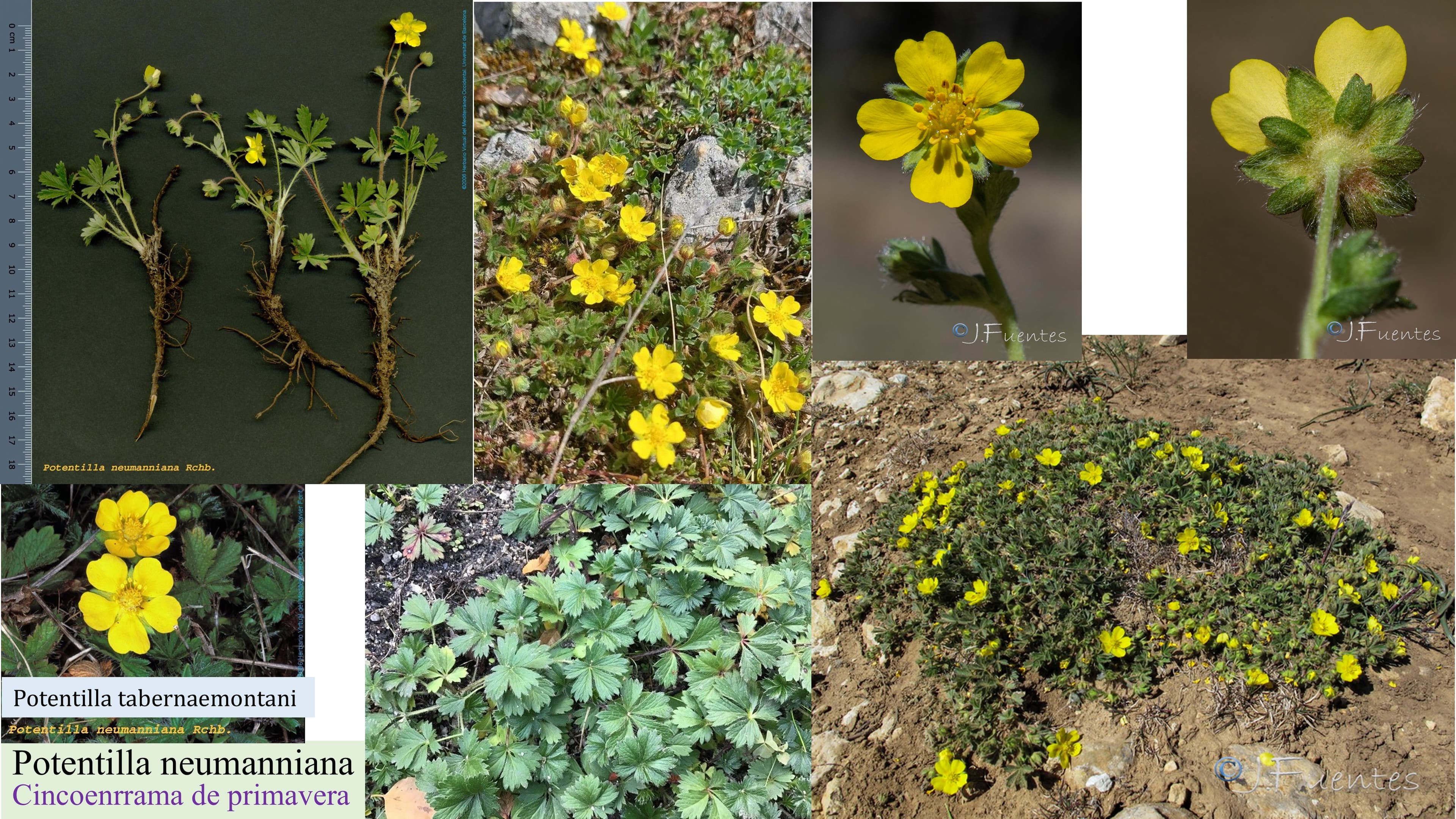 Potentilla neumanniana