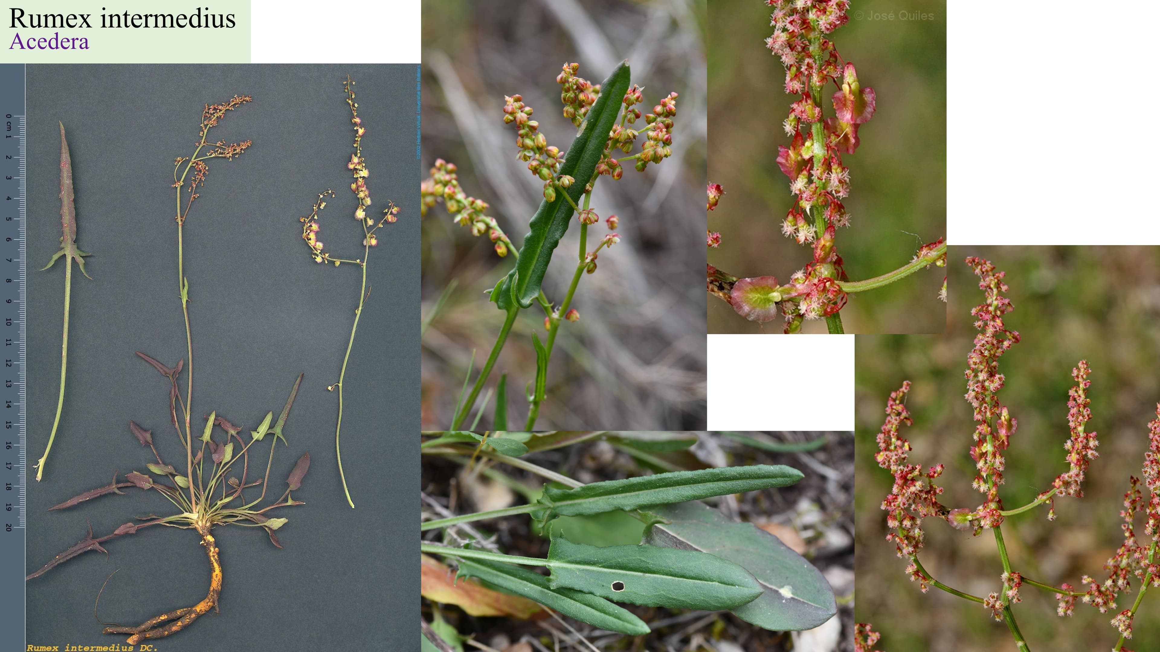 Rumex intermedius