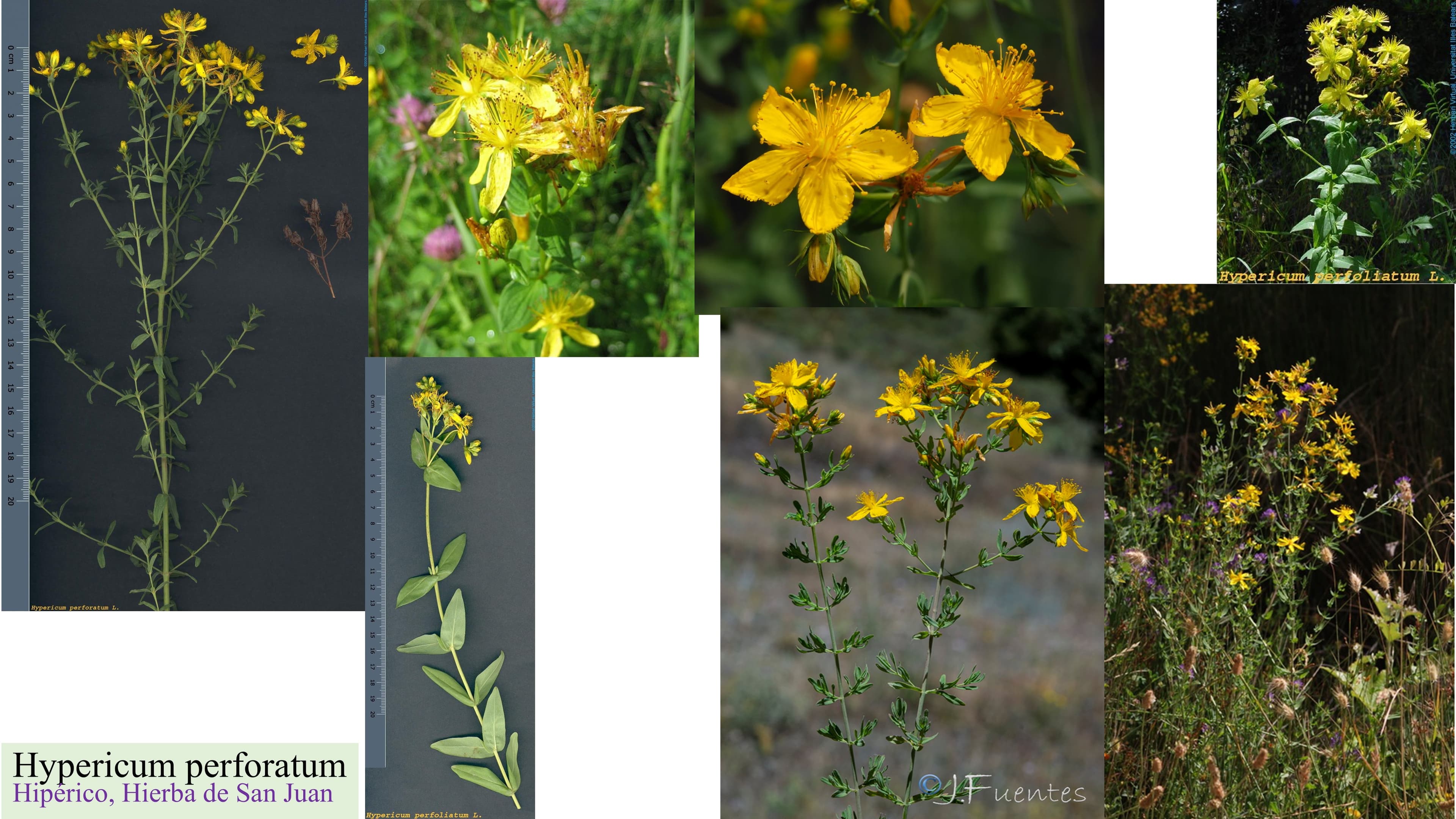 Hypericum perforatum