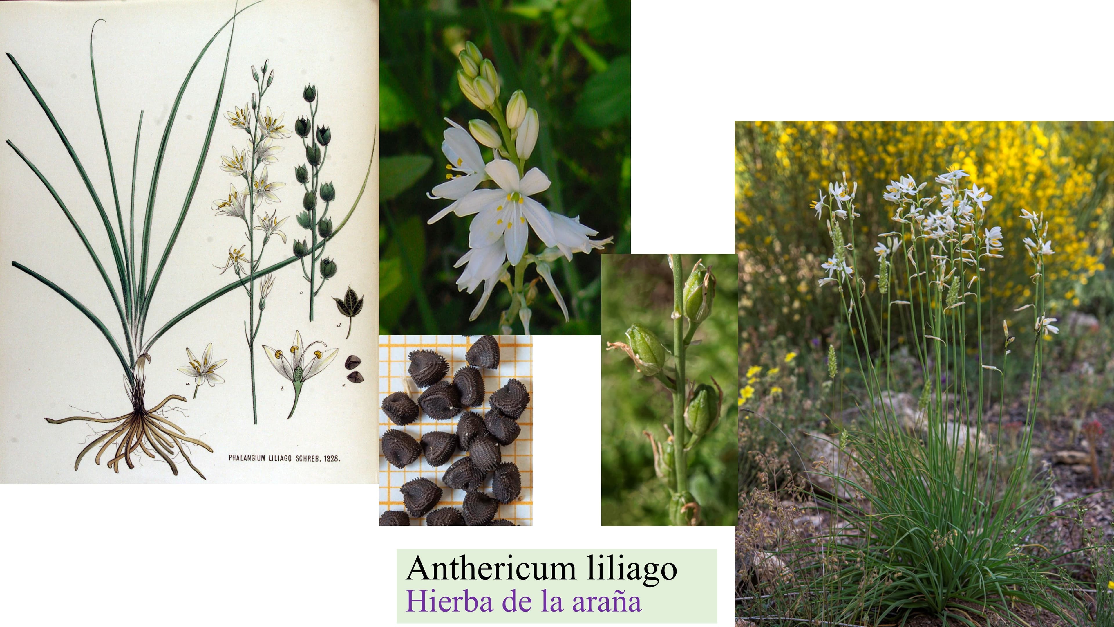 Anthericum liliago