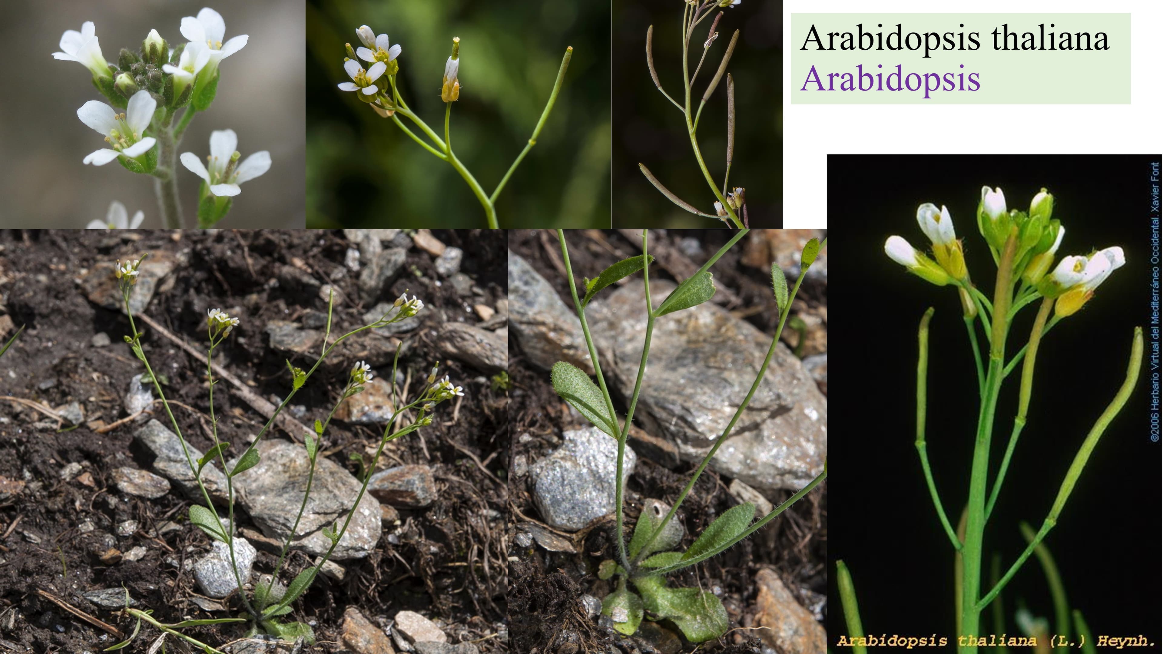 Arabidopsis thaliana