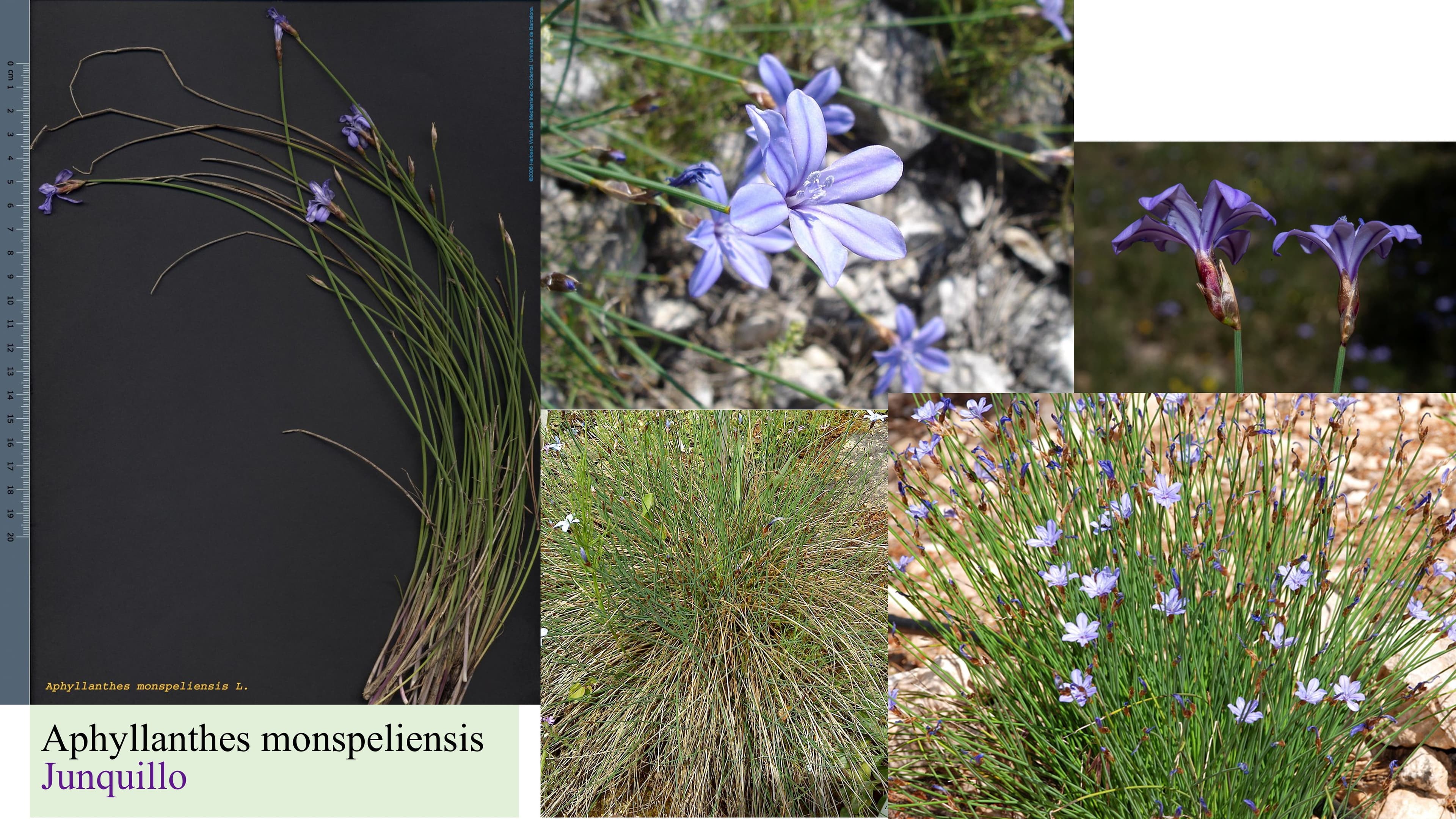 Aphyllanthes monspeliensis