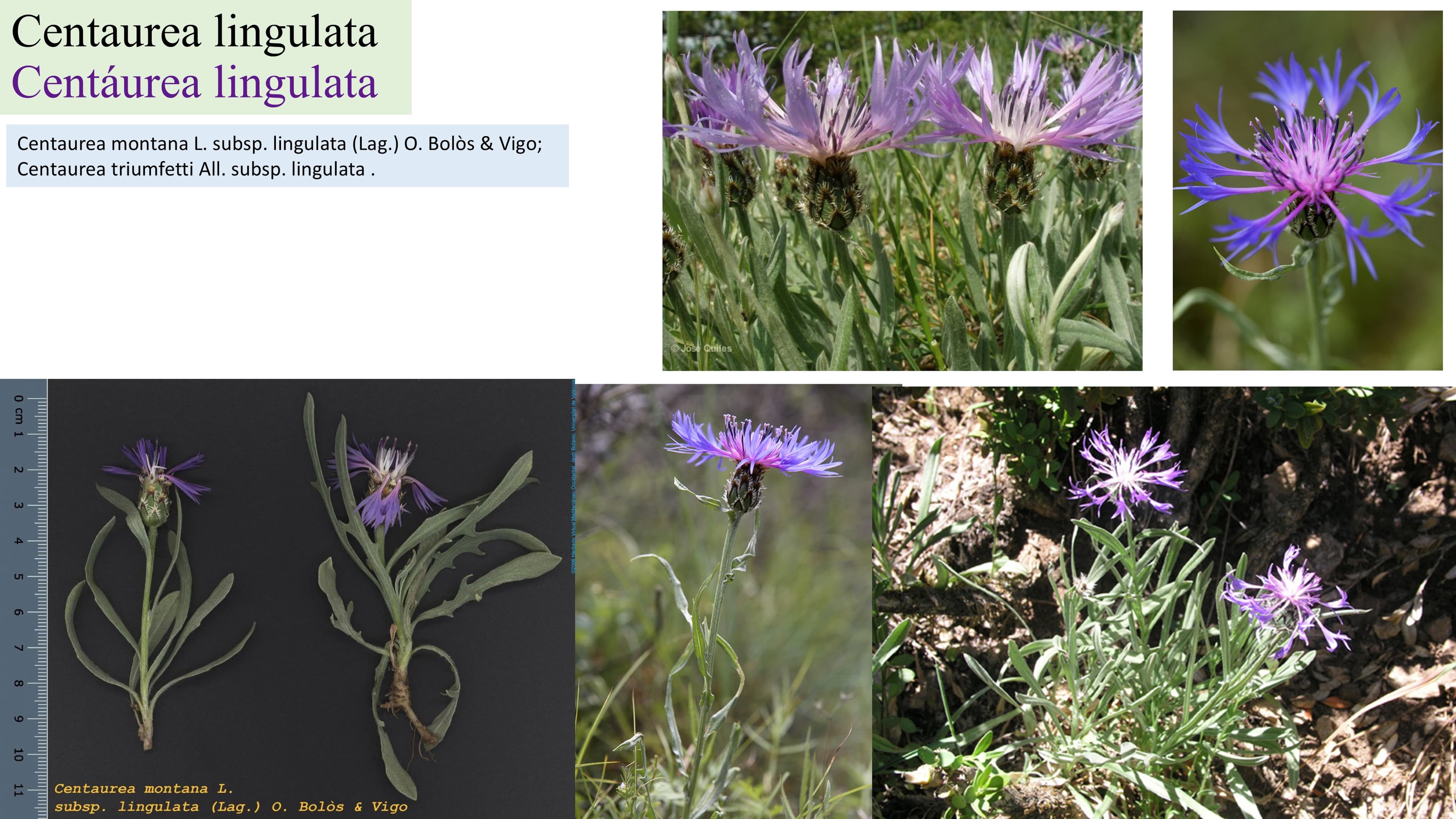 Centaurea lingulata