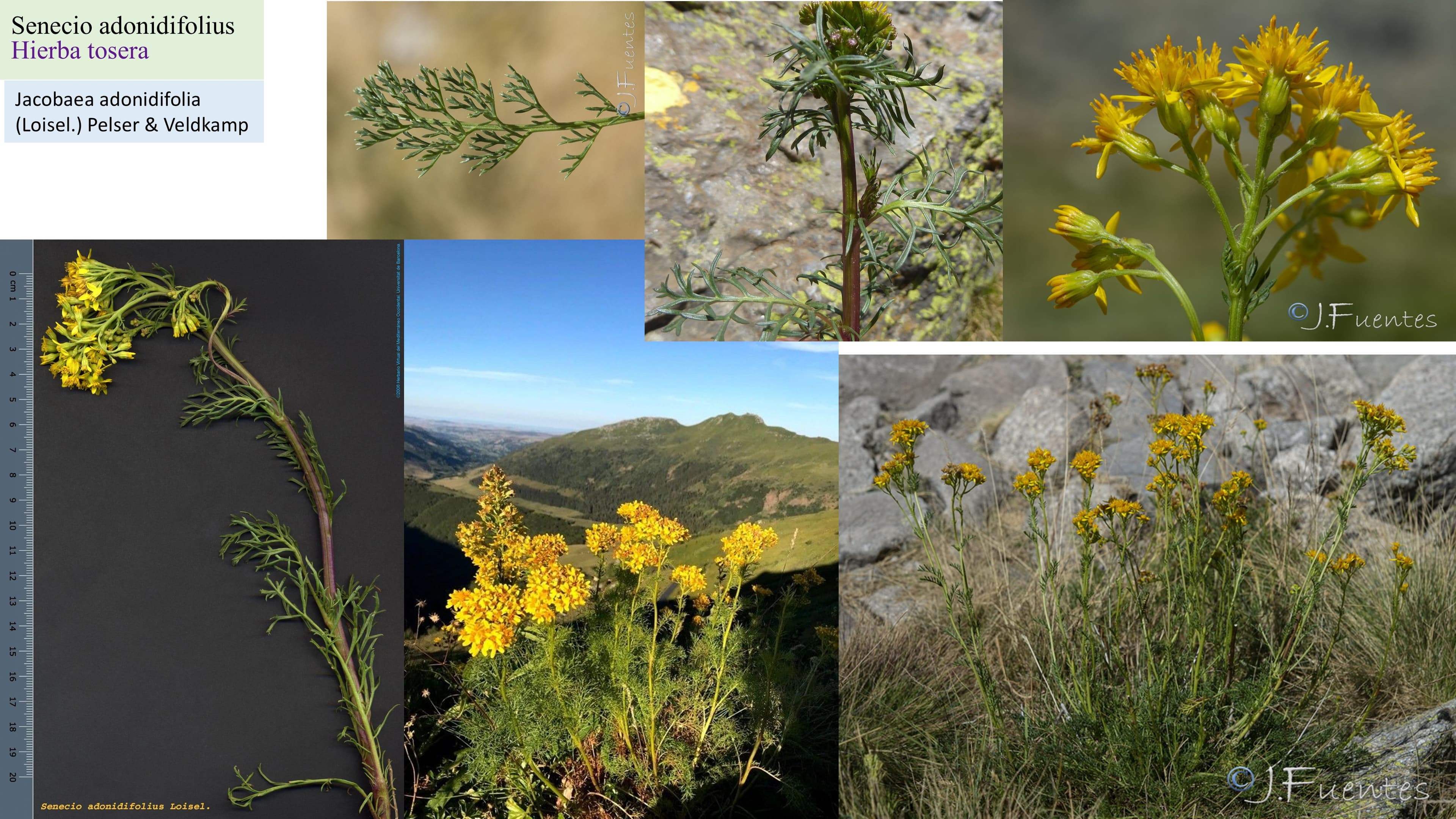Senecio adonidifolius
