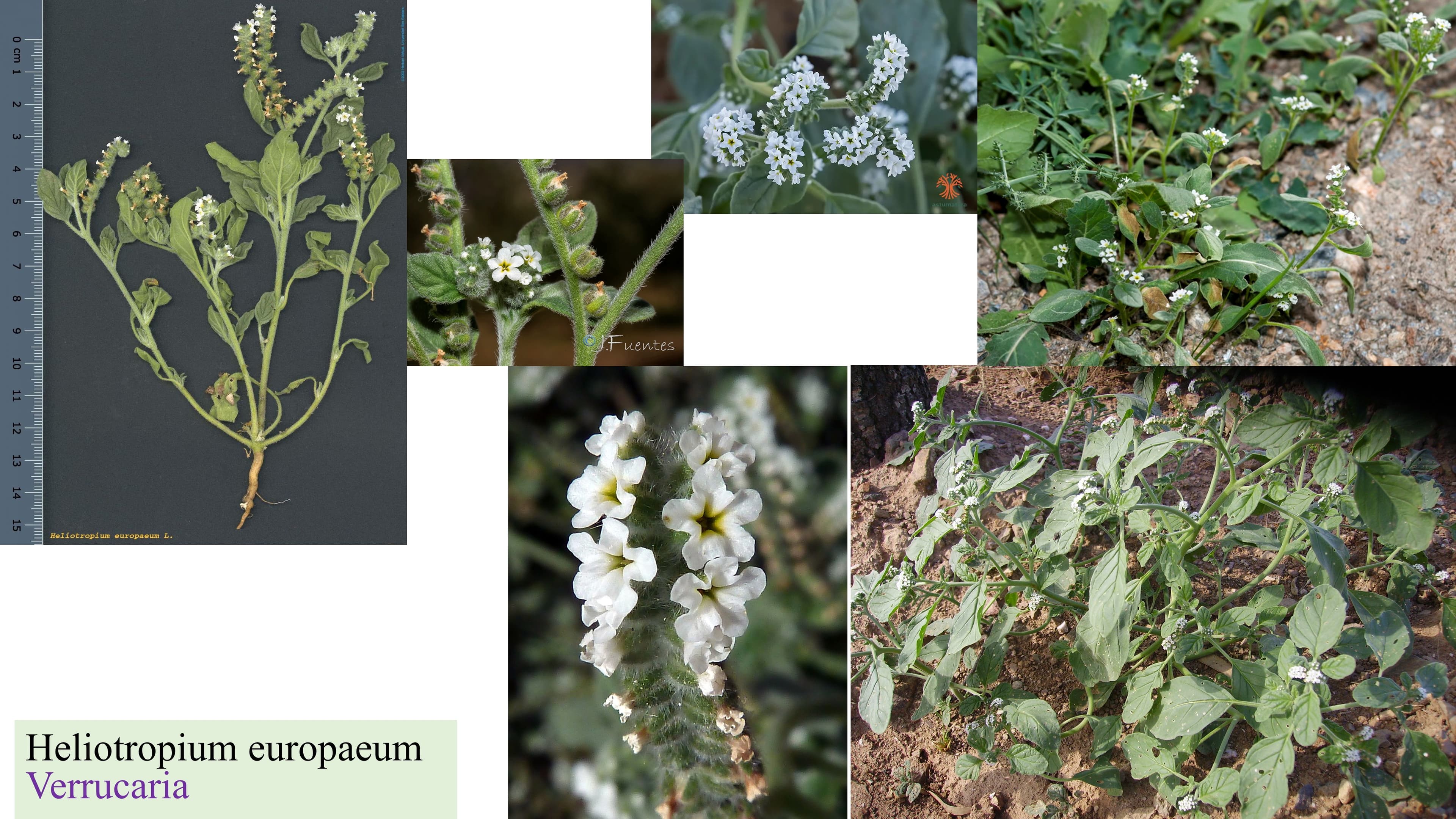 Heliotropium europaeum