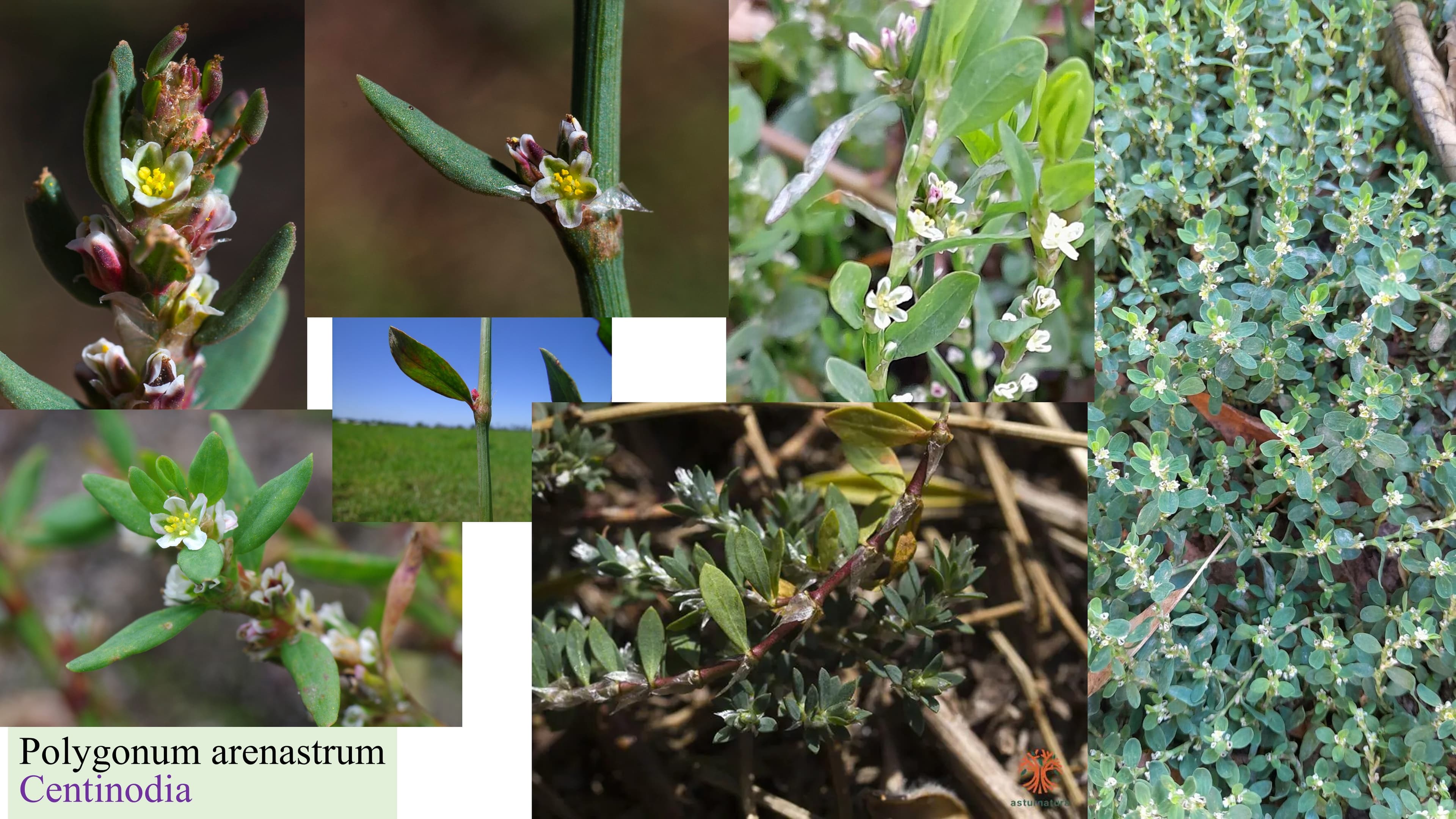 Polygonum arenastrum
