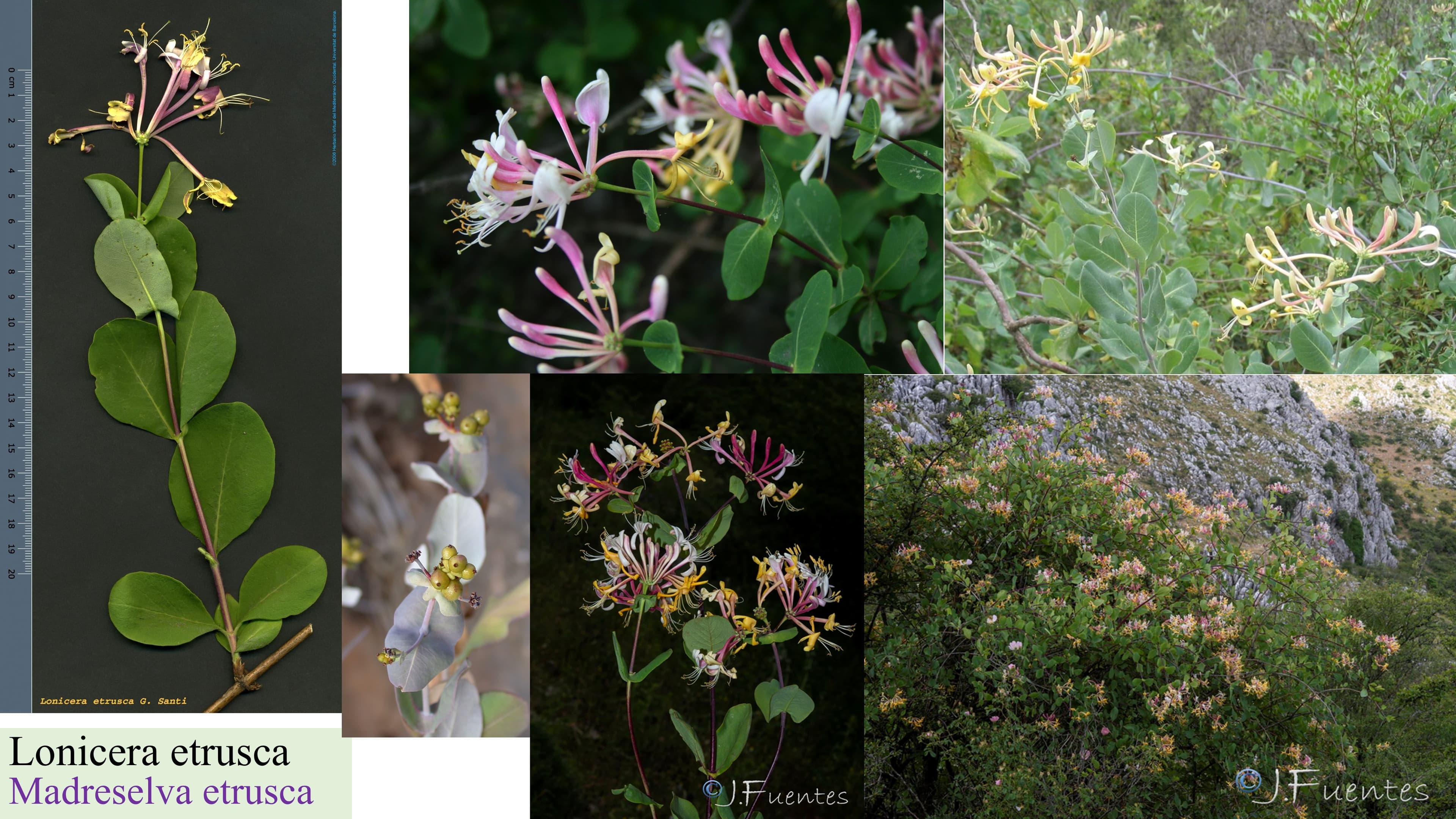 Lonicera etrusca