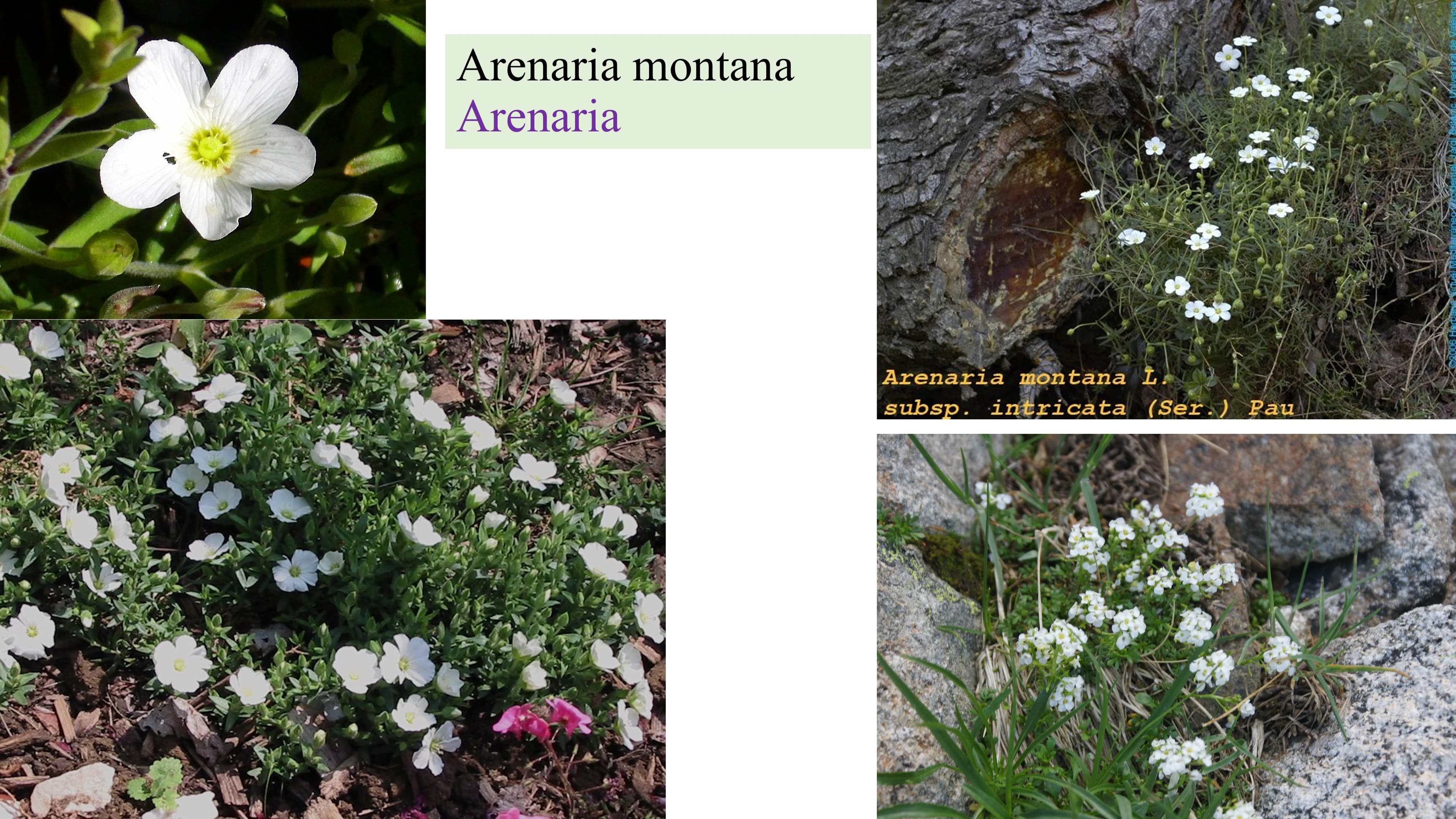Arenaria montana