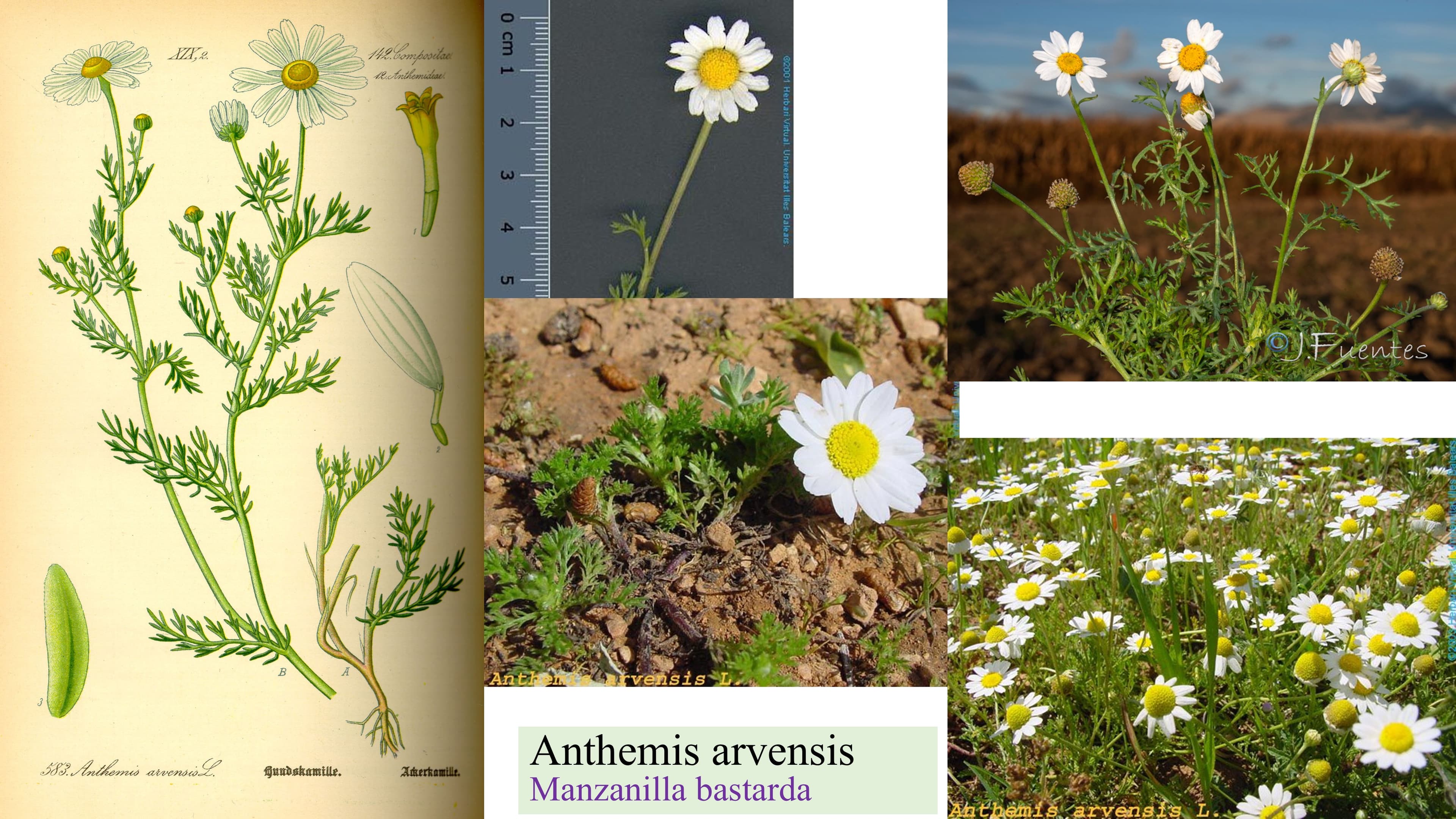 Anthemis arvensis