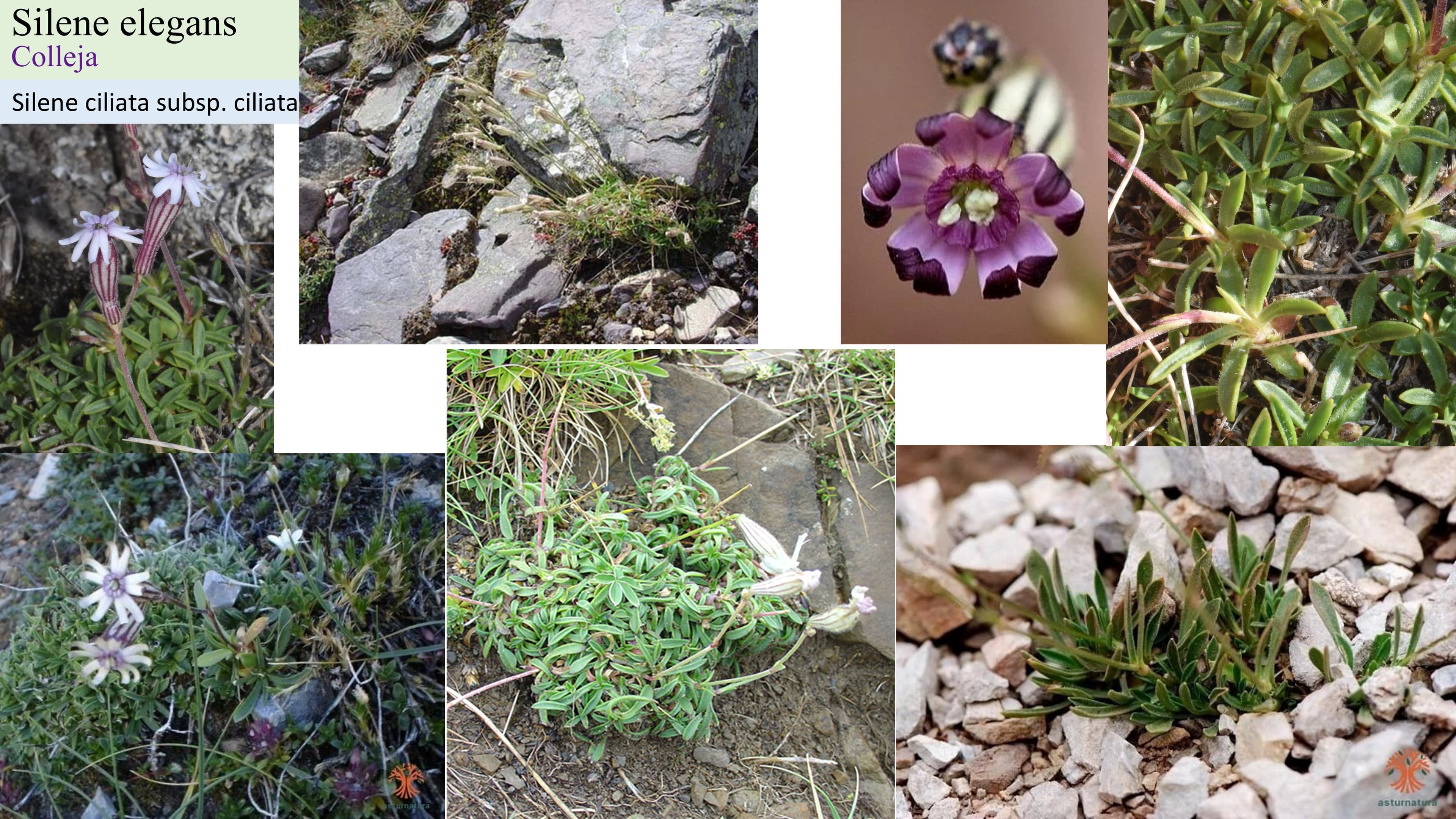 Silene elegans