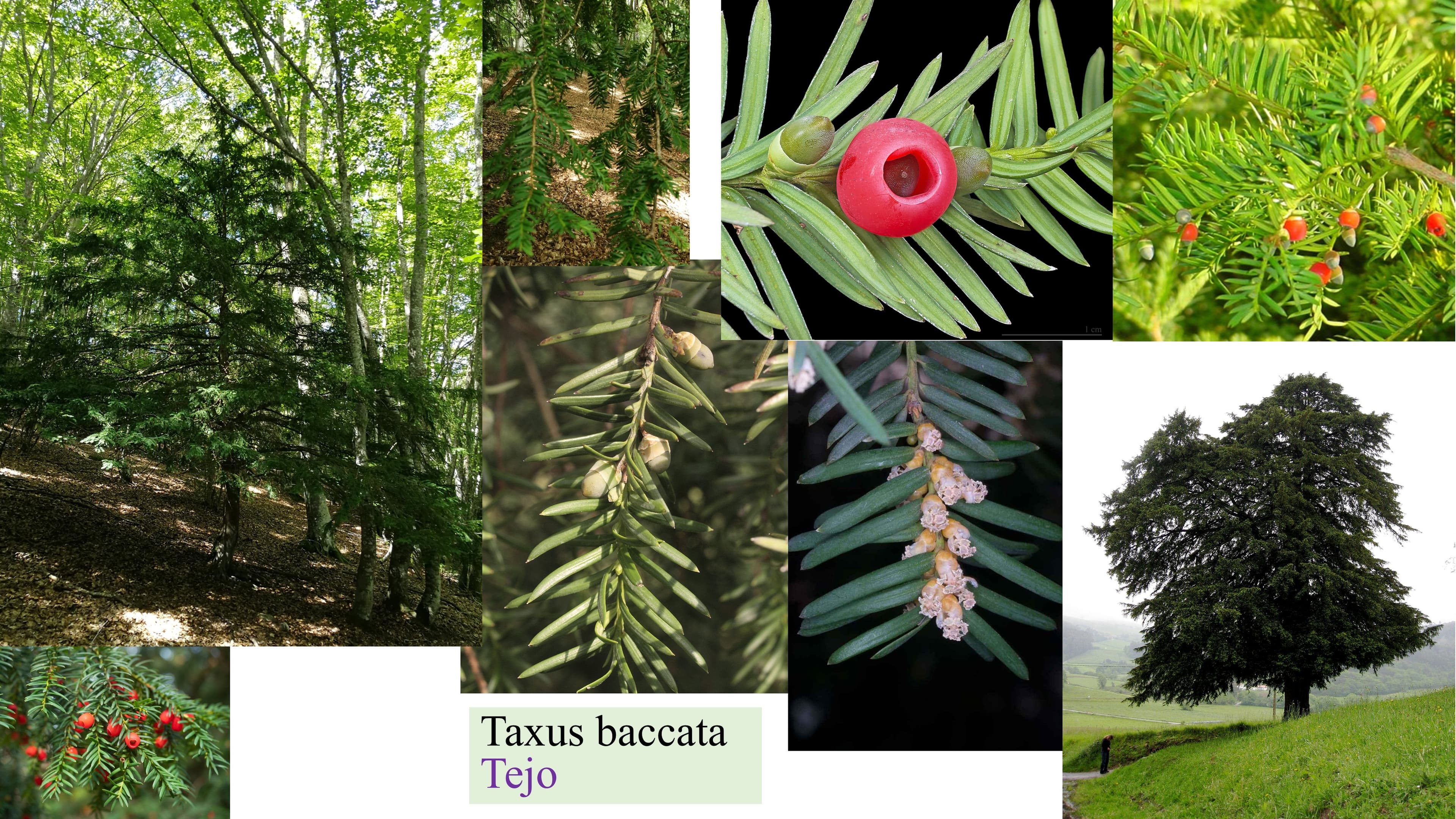 Taxus baccata