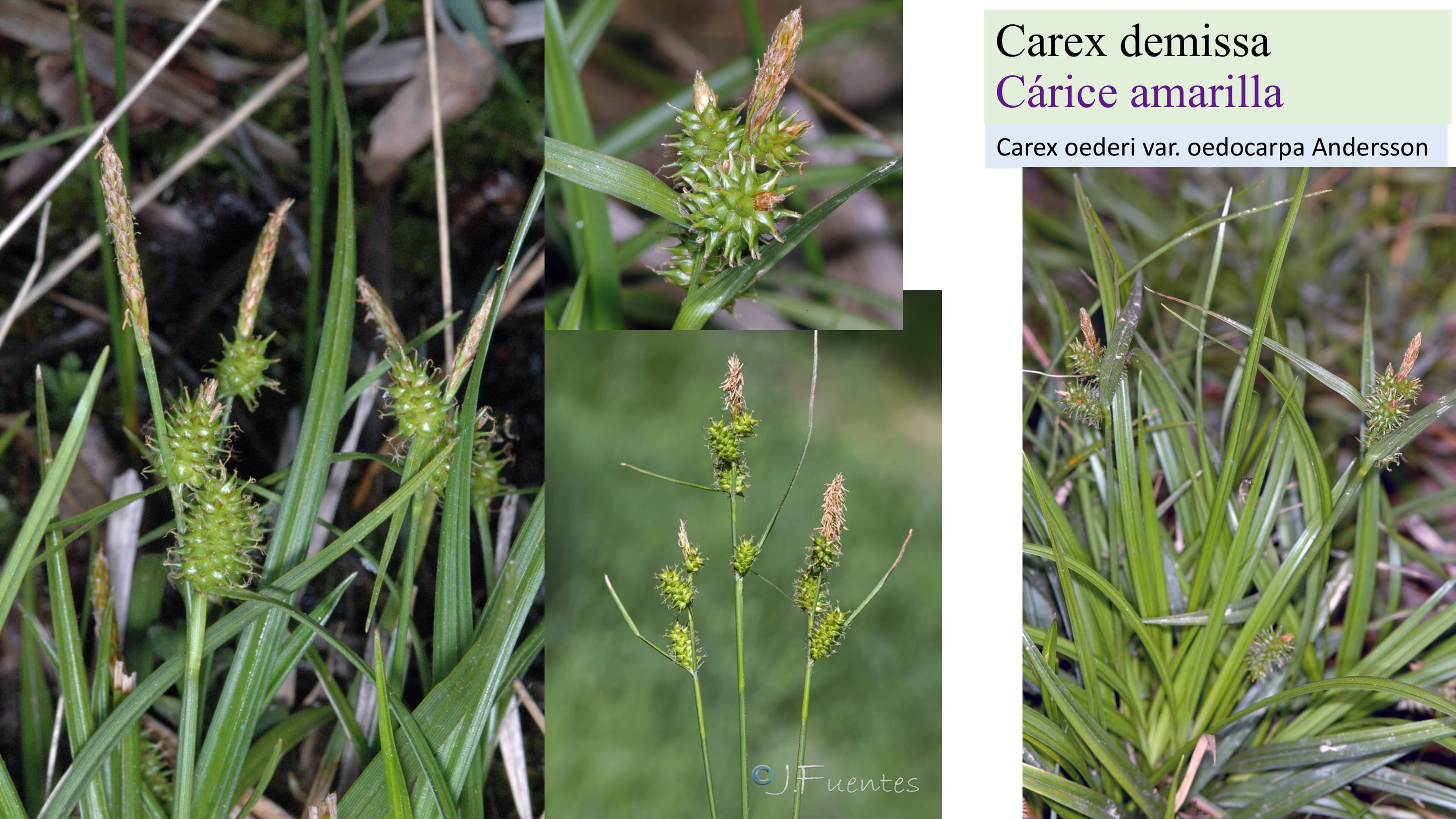 Carex demissa