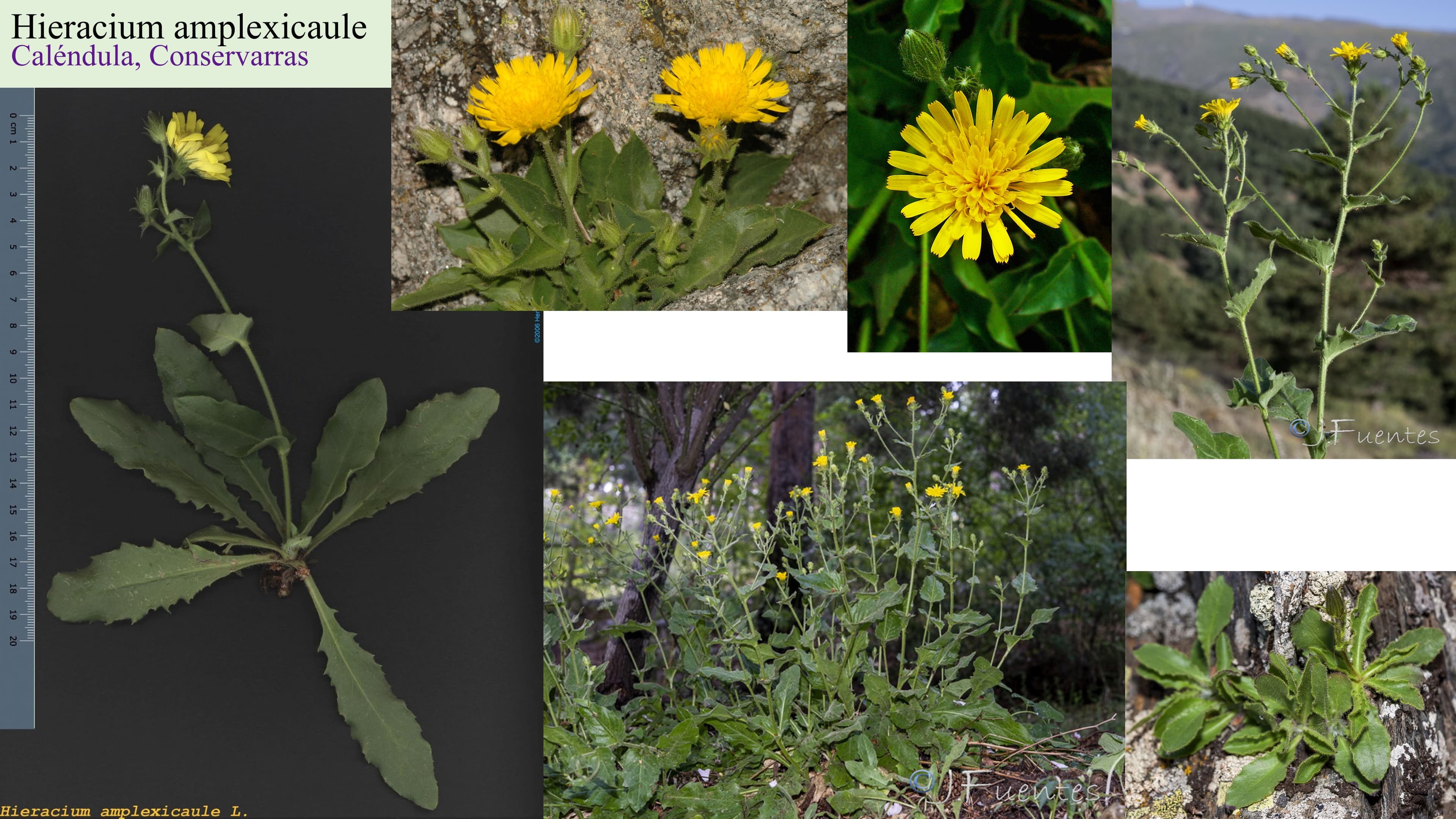 Hieracium amplexicaule
