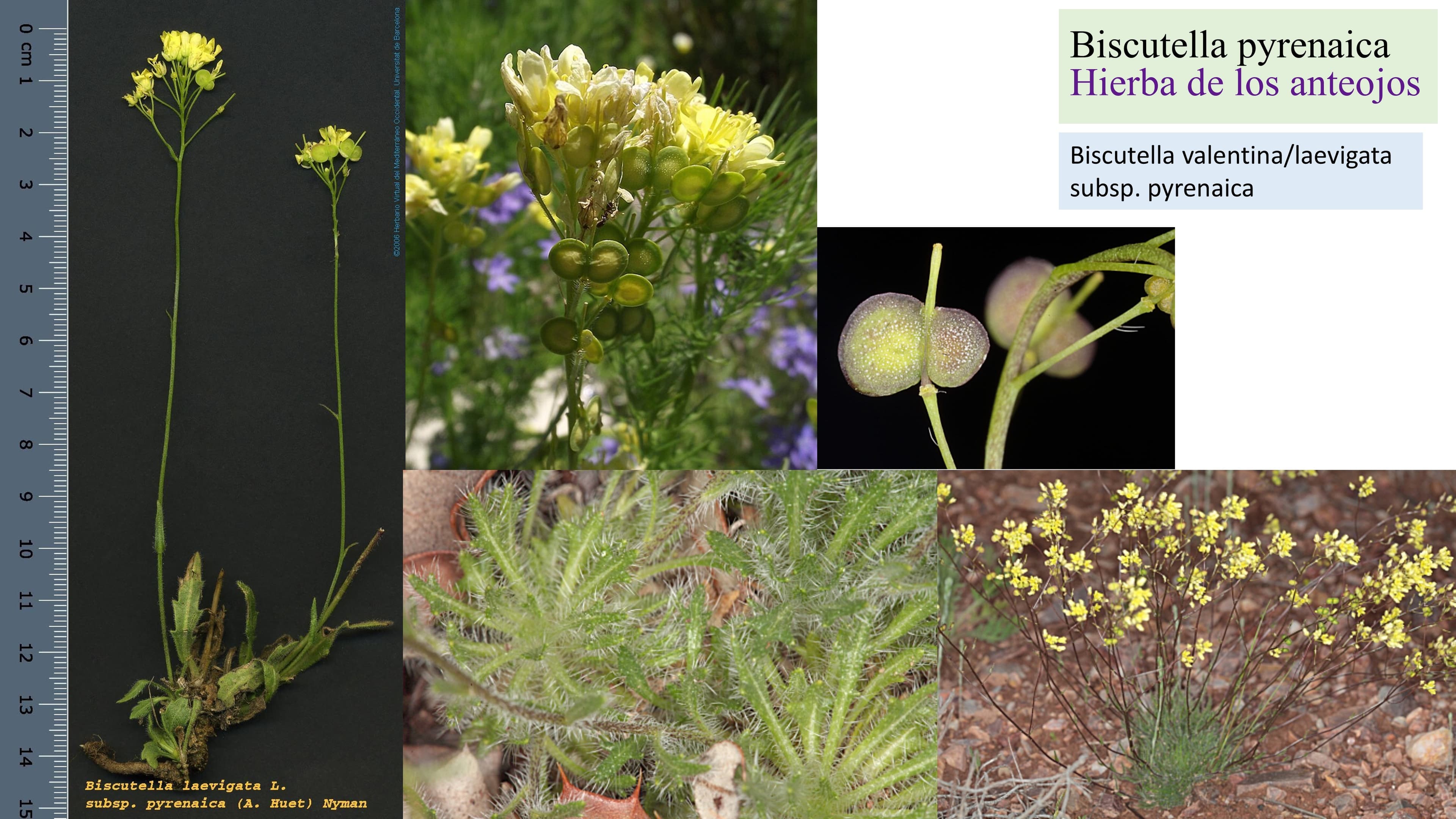 Biscutella pyrenaica