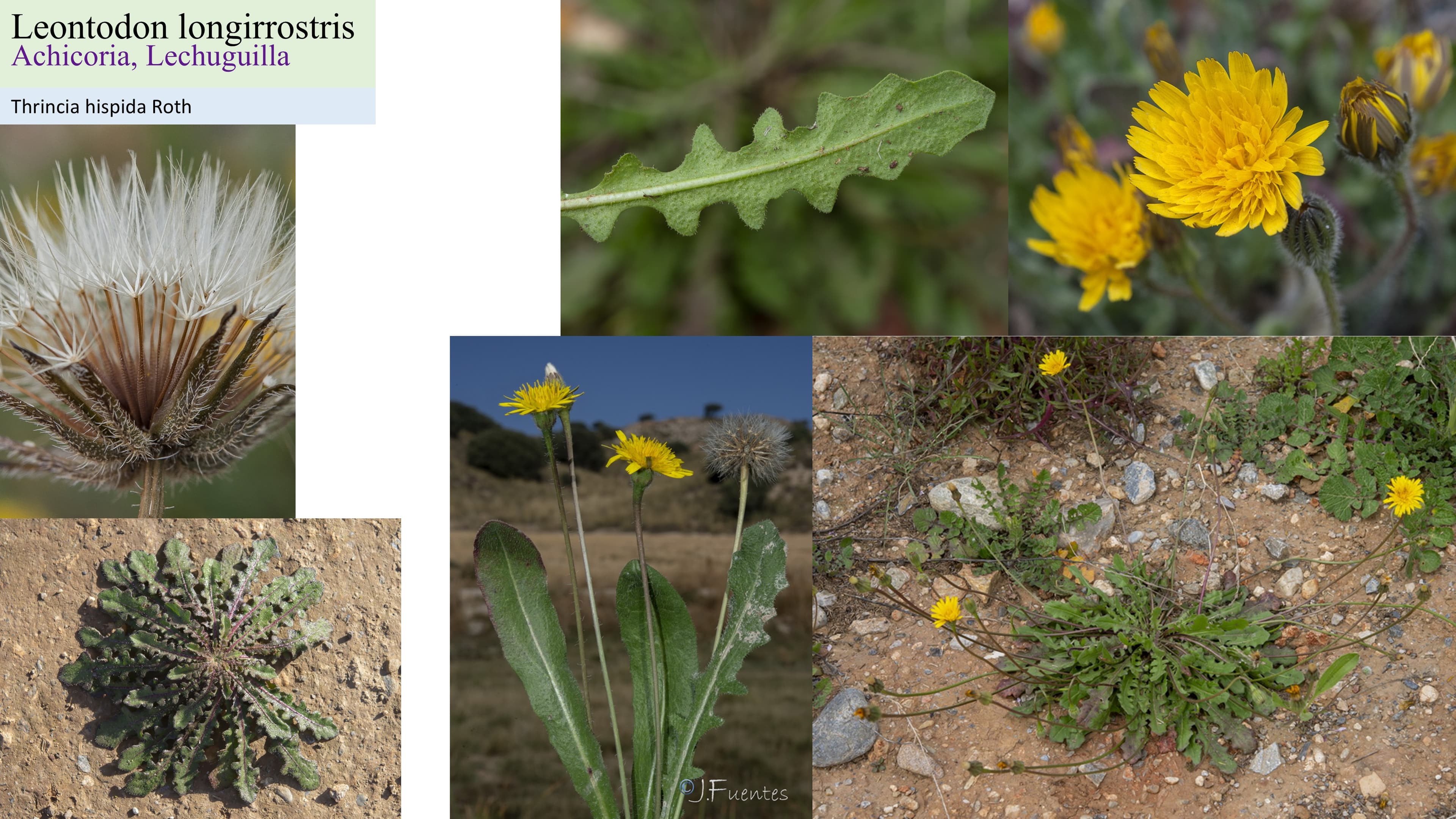 Leontodon longirrostris