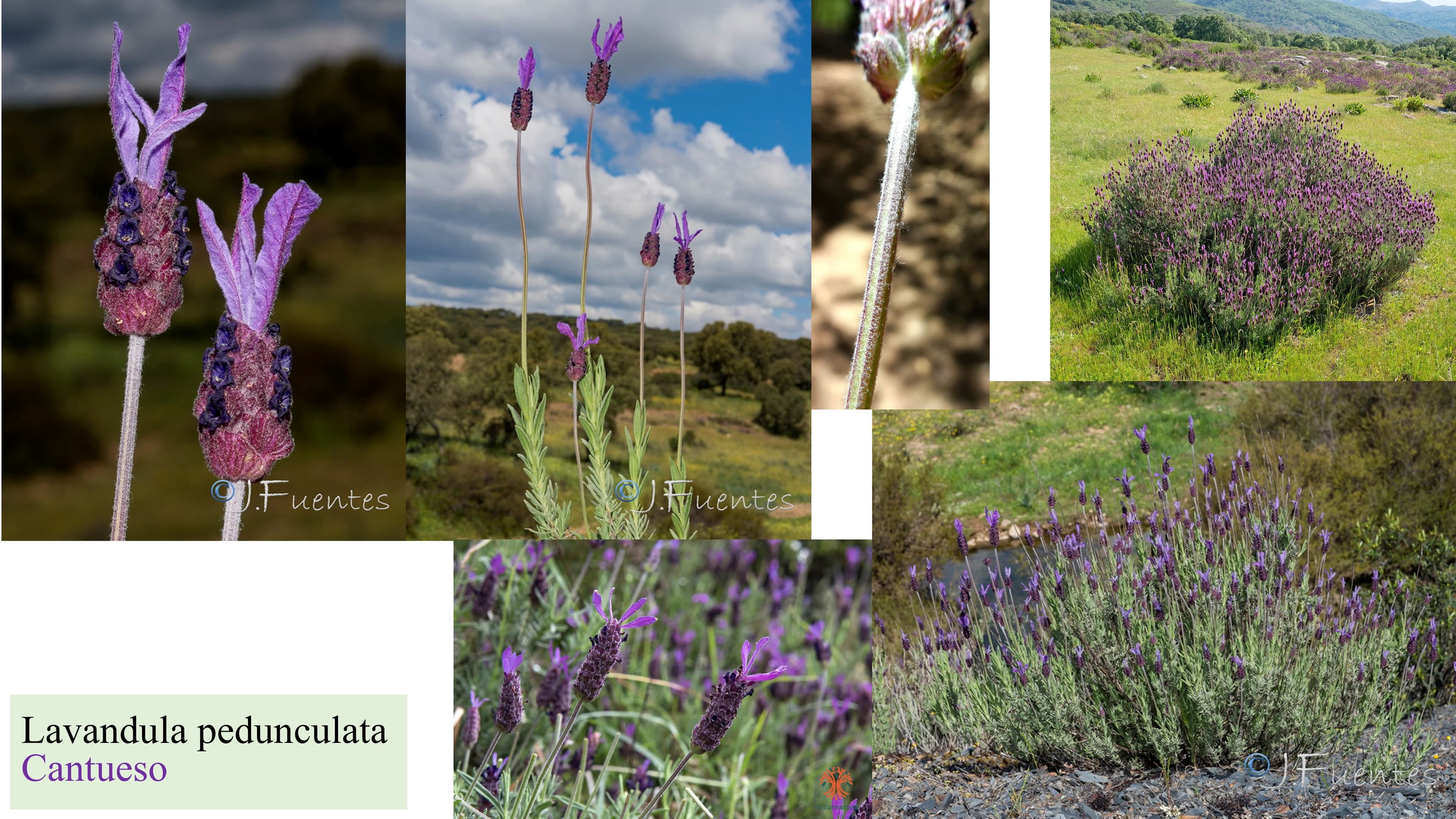 Lavandula pedunculata