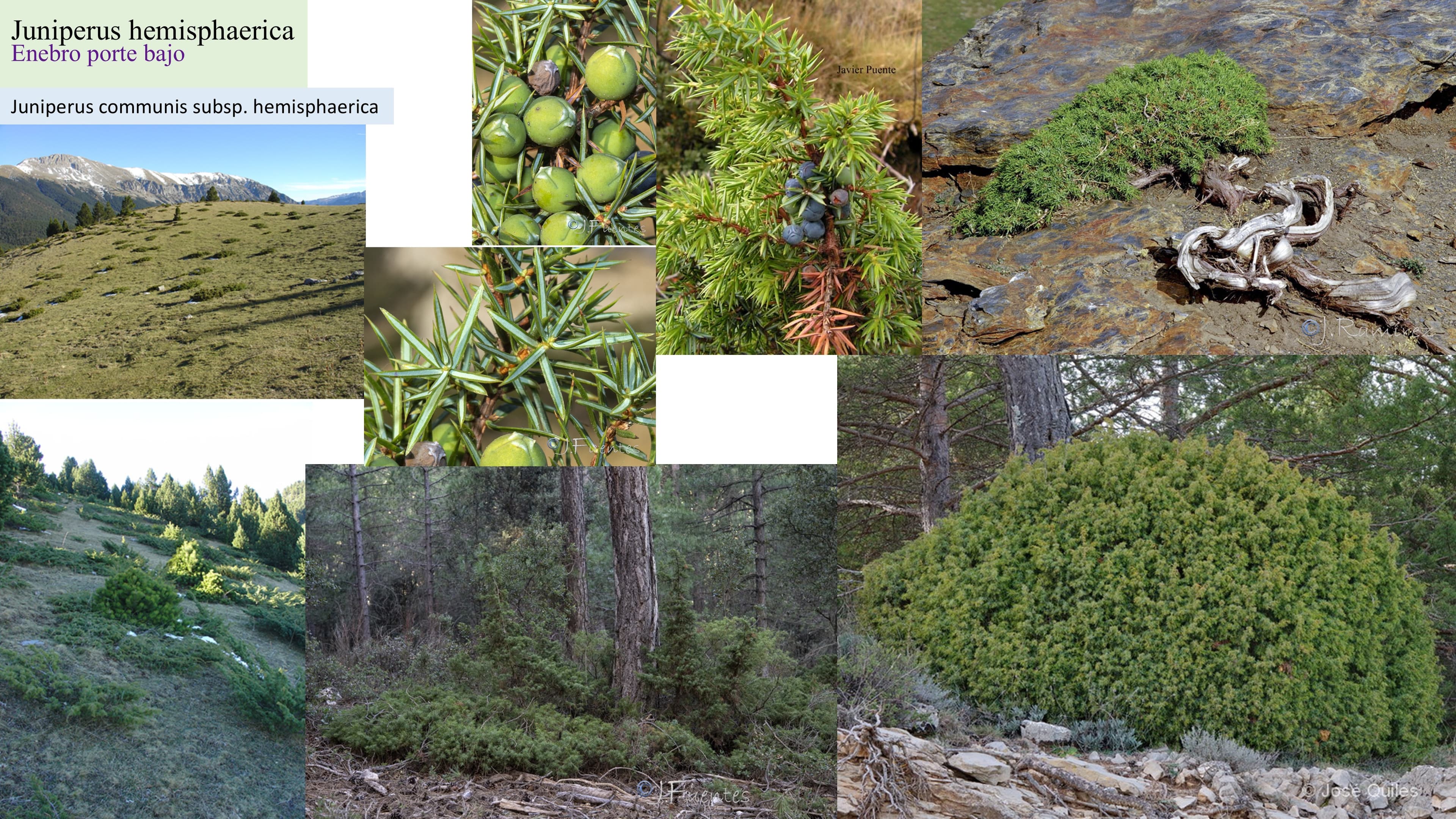 Juniperus hemisphaerica