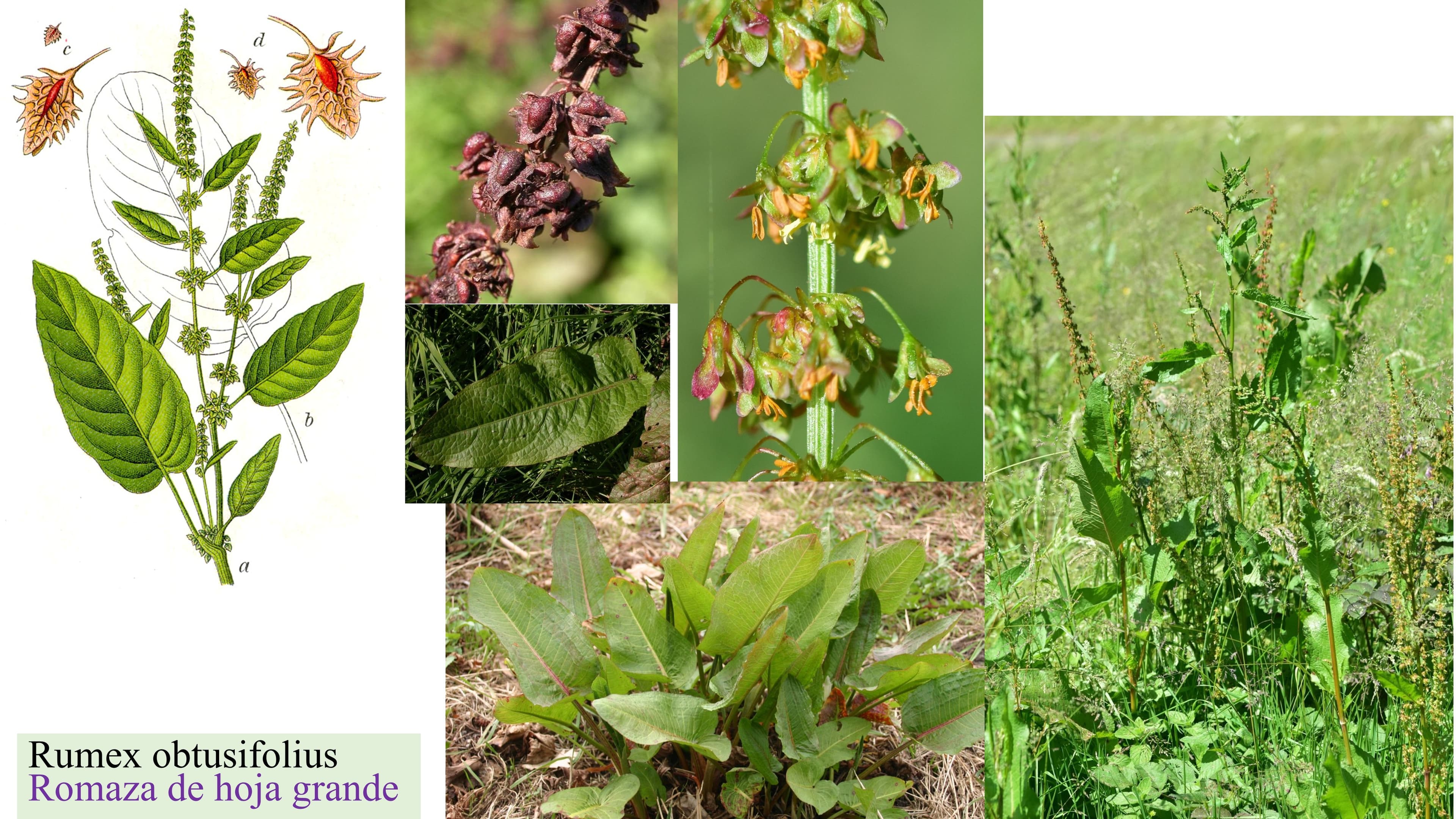Rumex obtusifolius