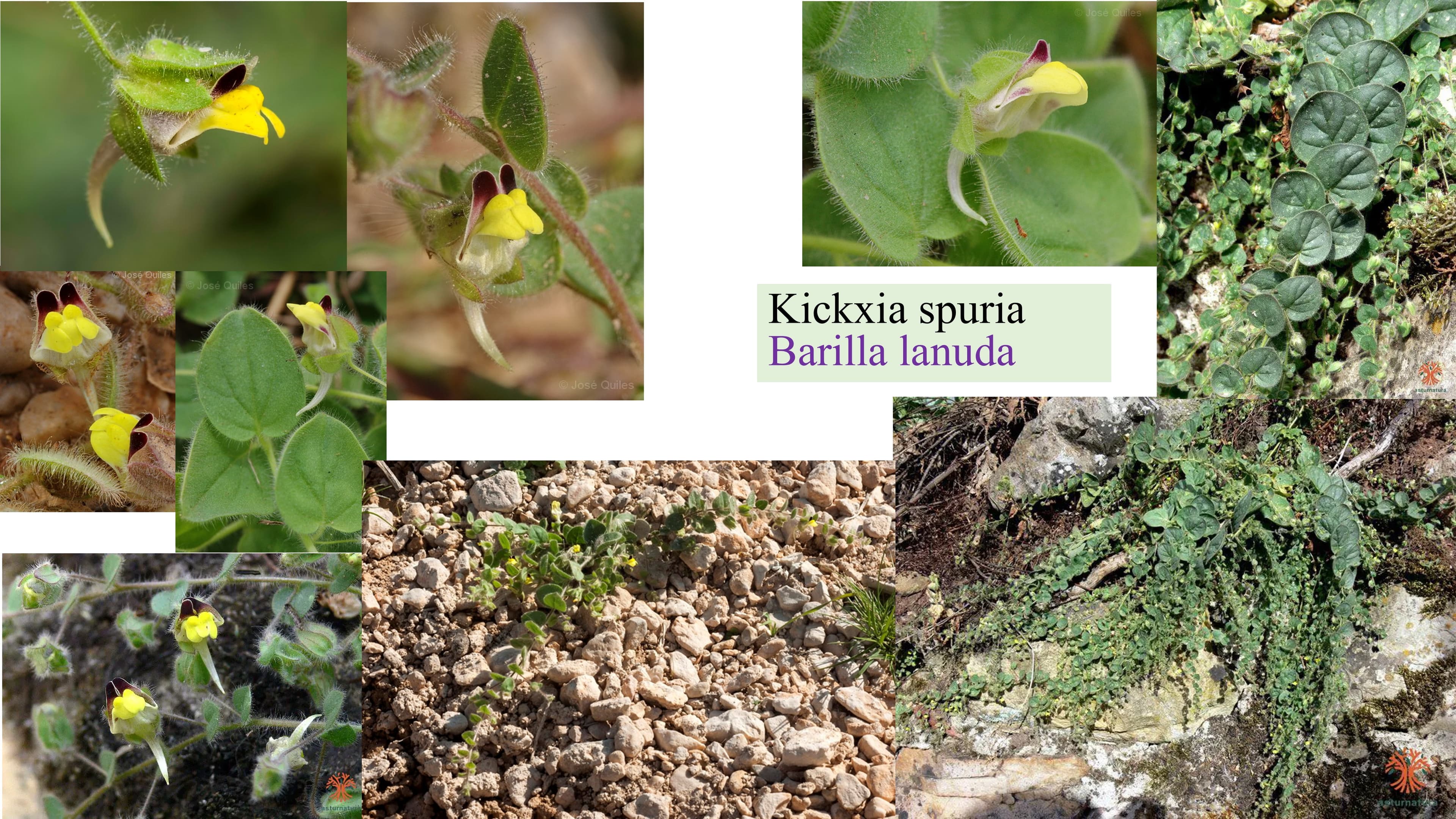 Kickxia spuria