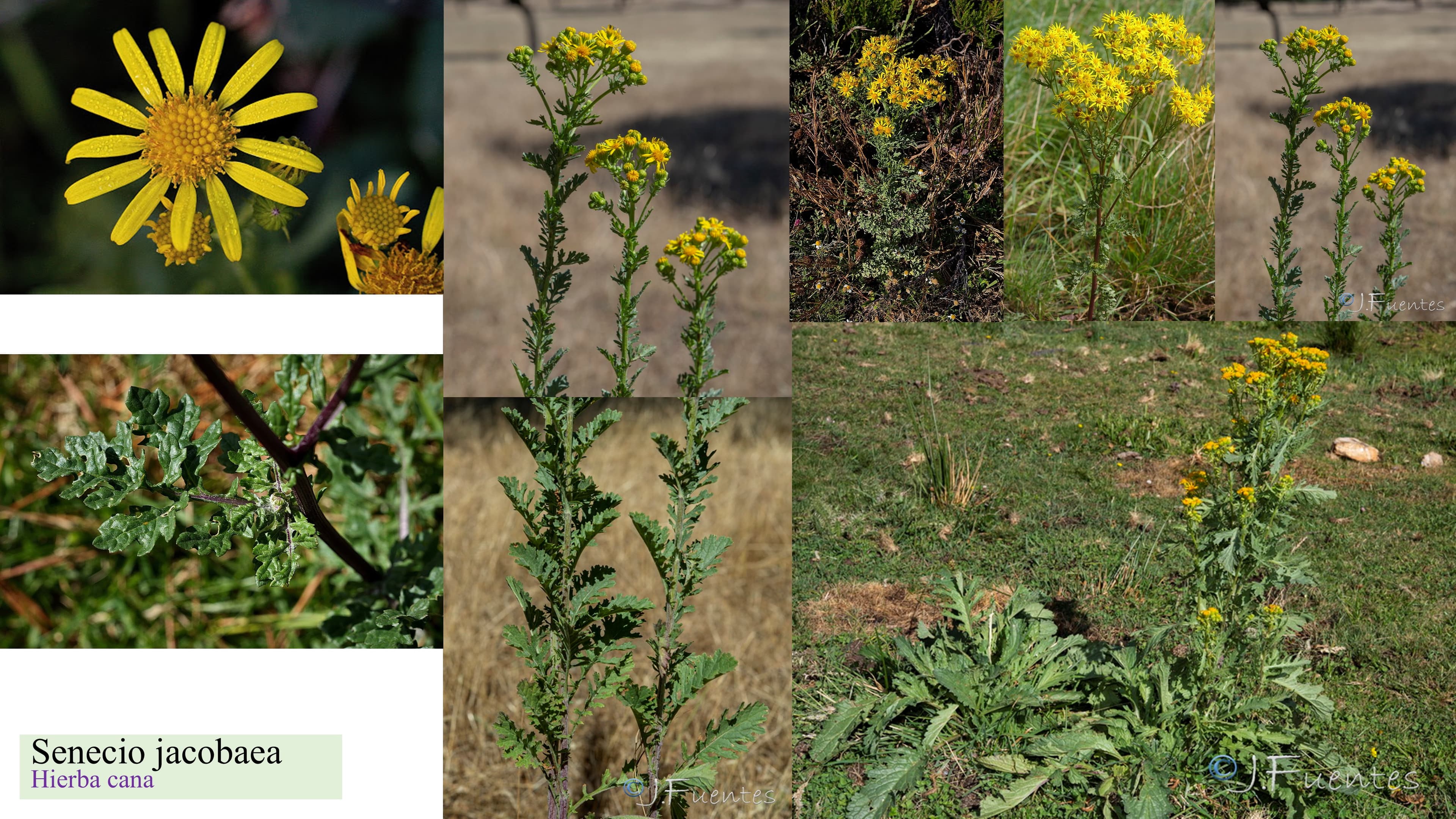 Senecio jacobaea