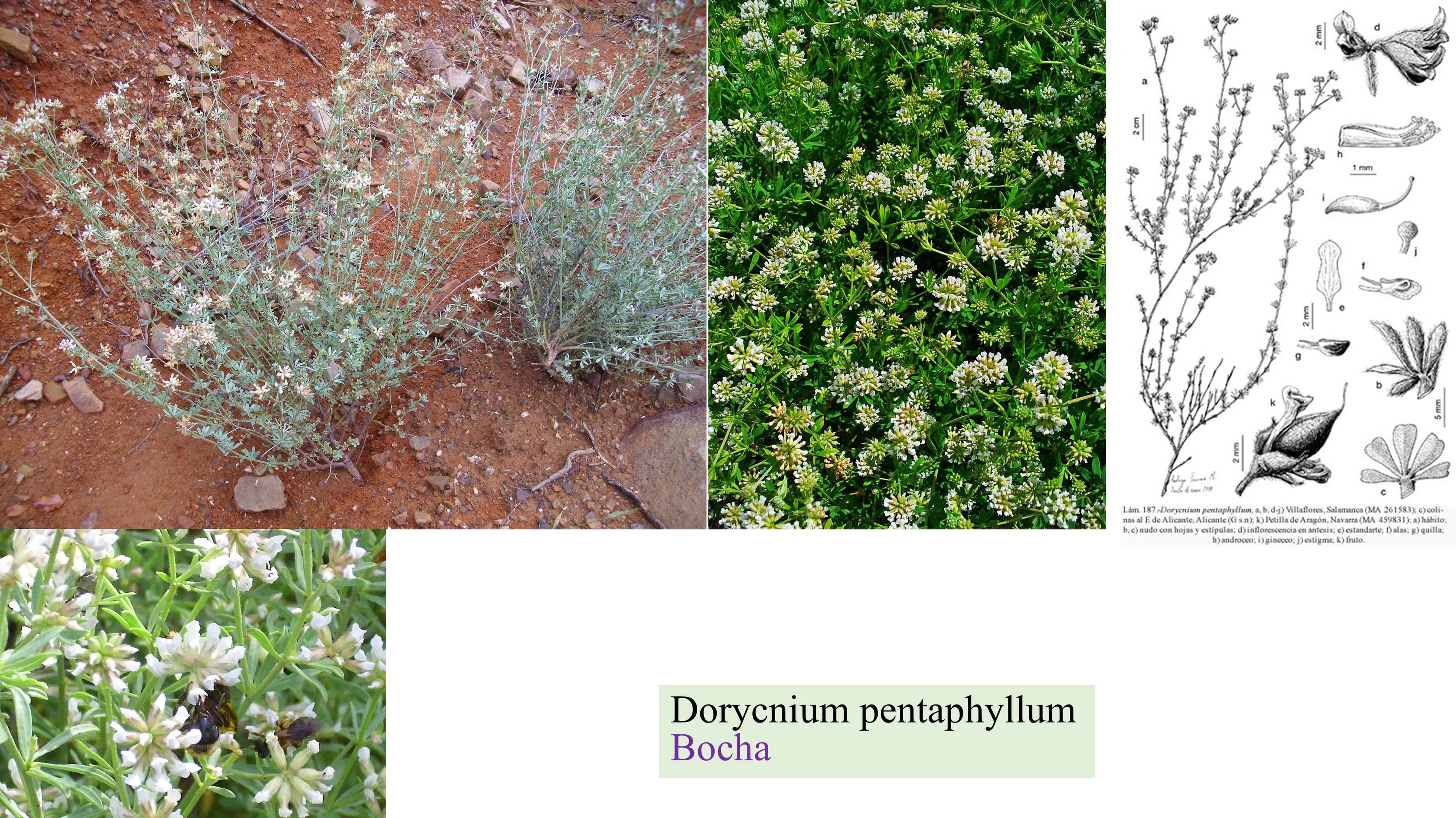 Dorycnium pentaphyllum