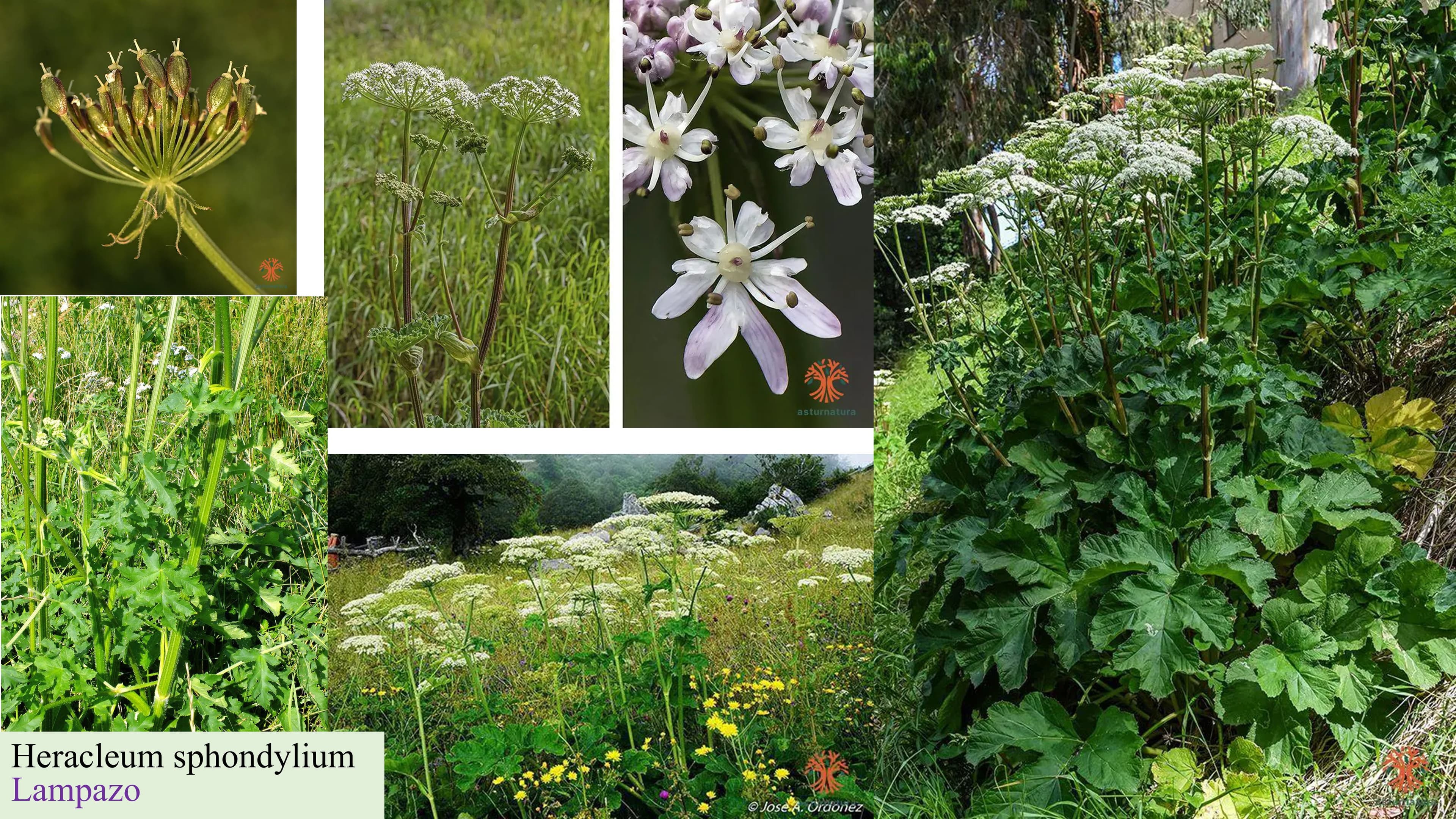 Heracleum sphondylium