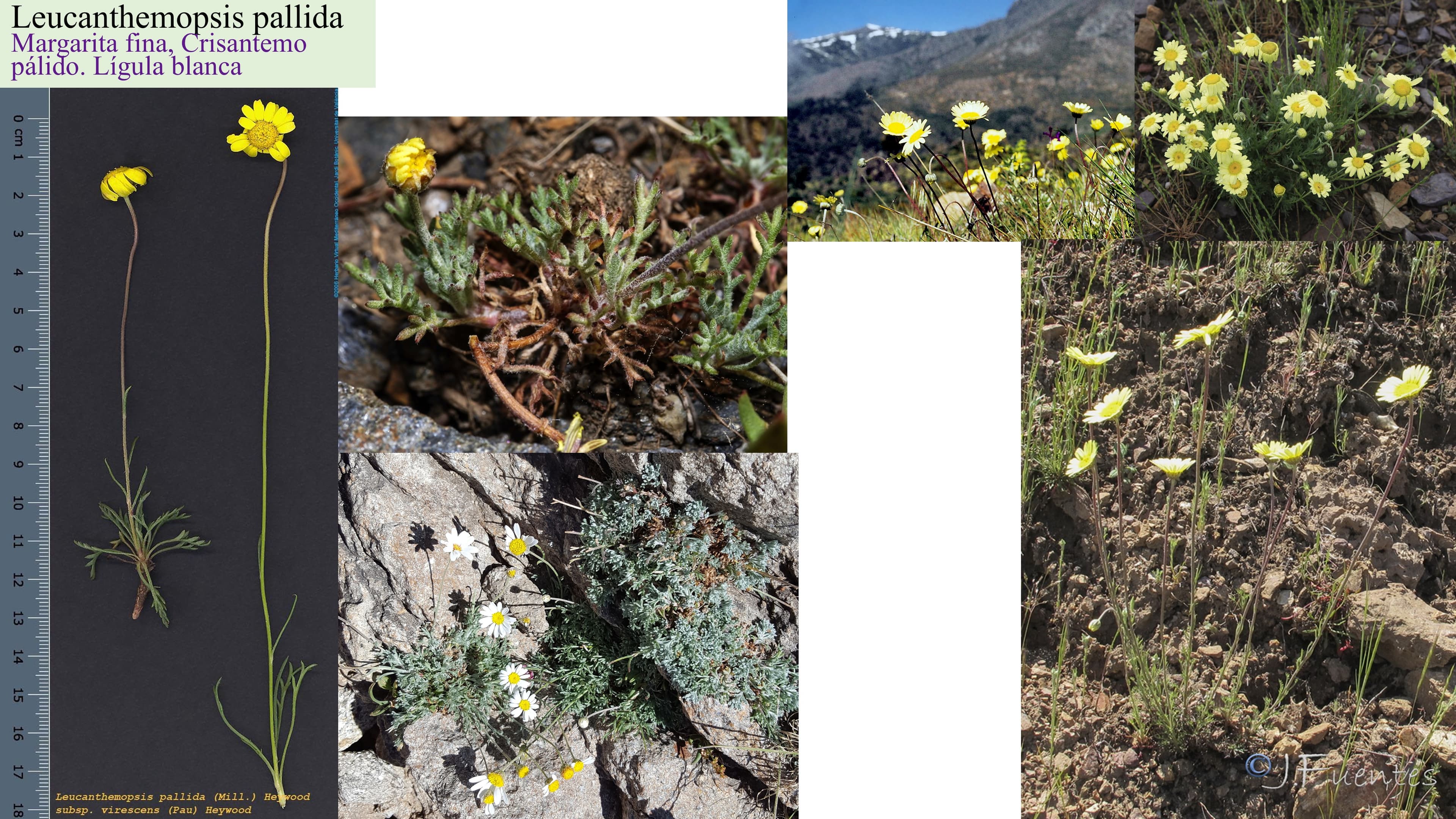 Leucanthemopsis pallida