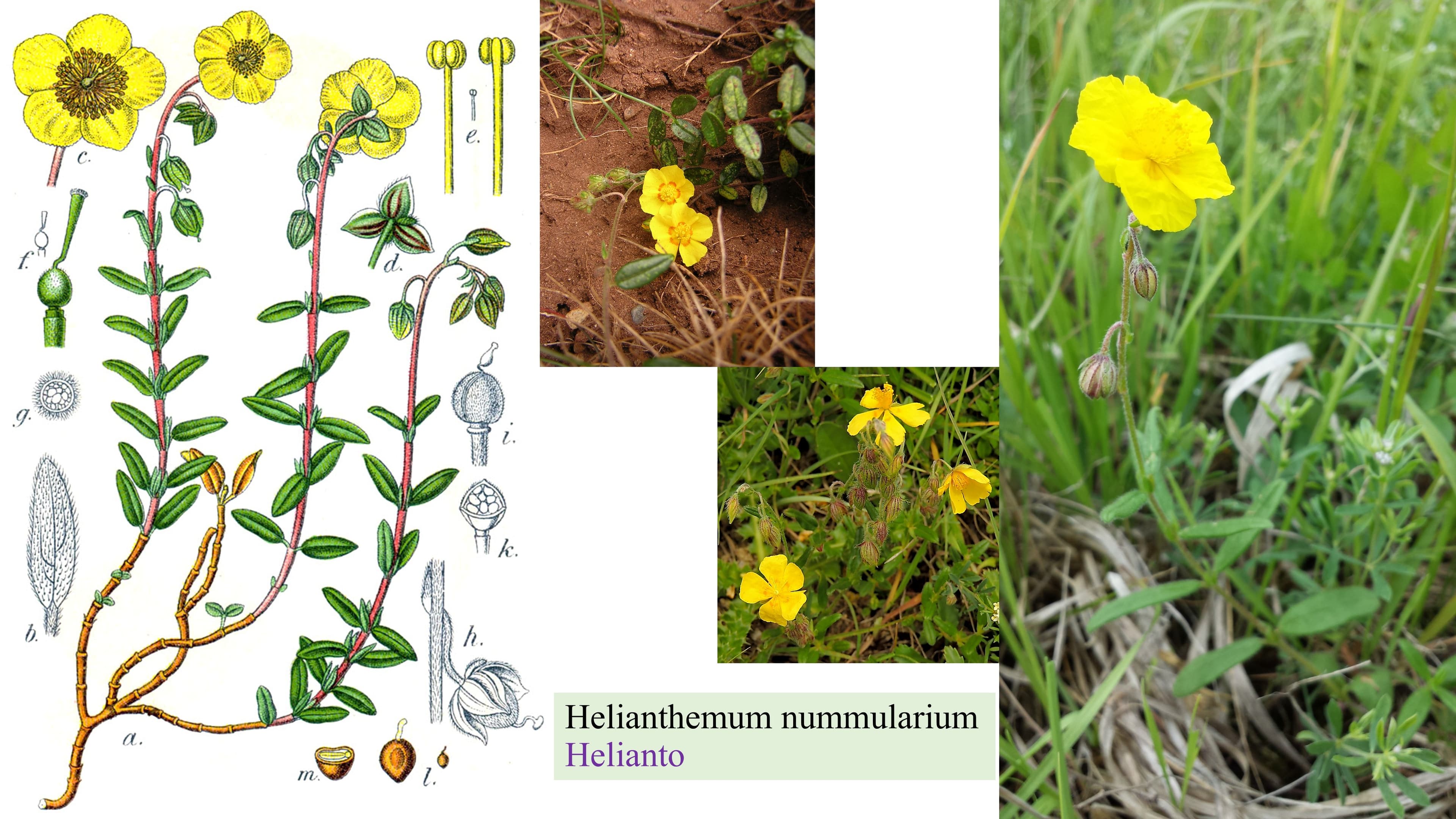 Helianthemum nummularium