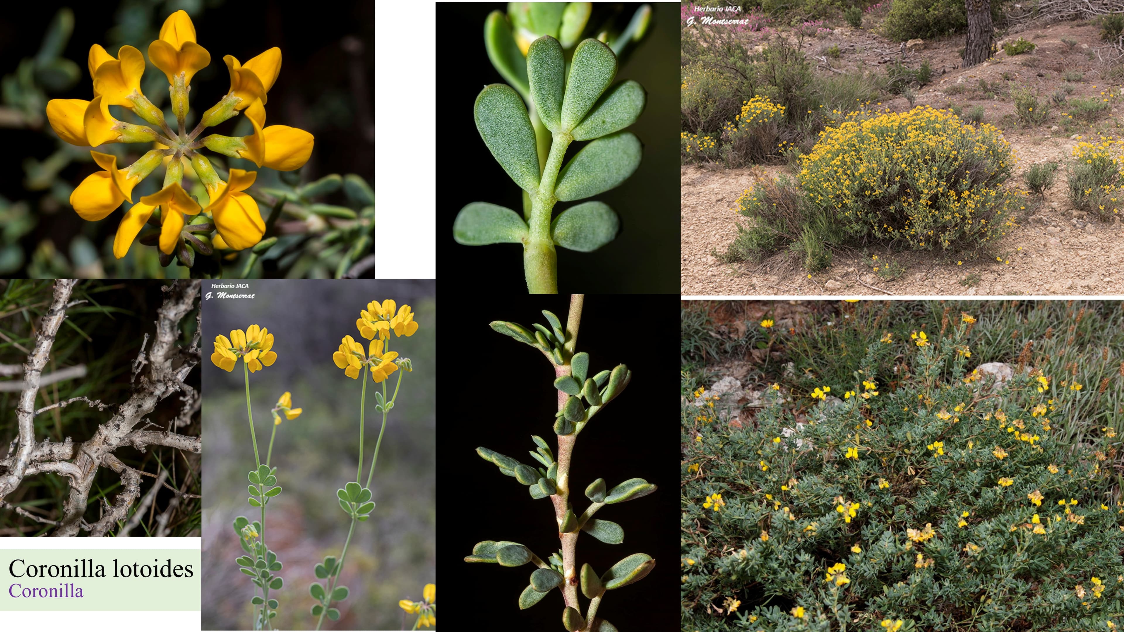 Coronilla lotoides