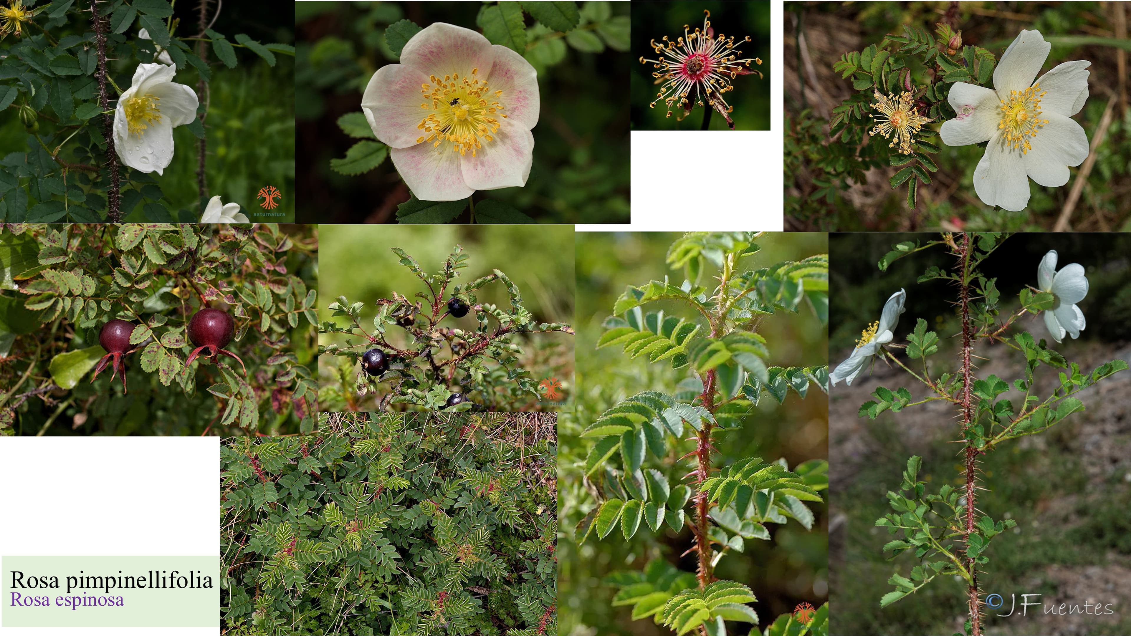 Rosa pimpinellifolia