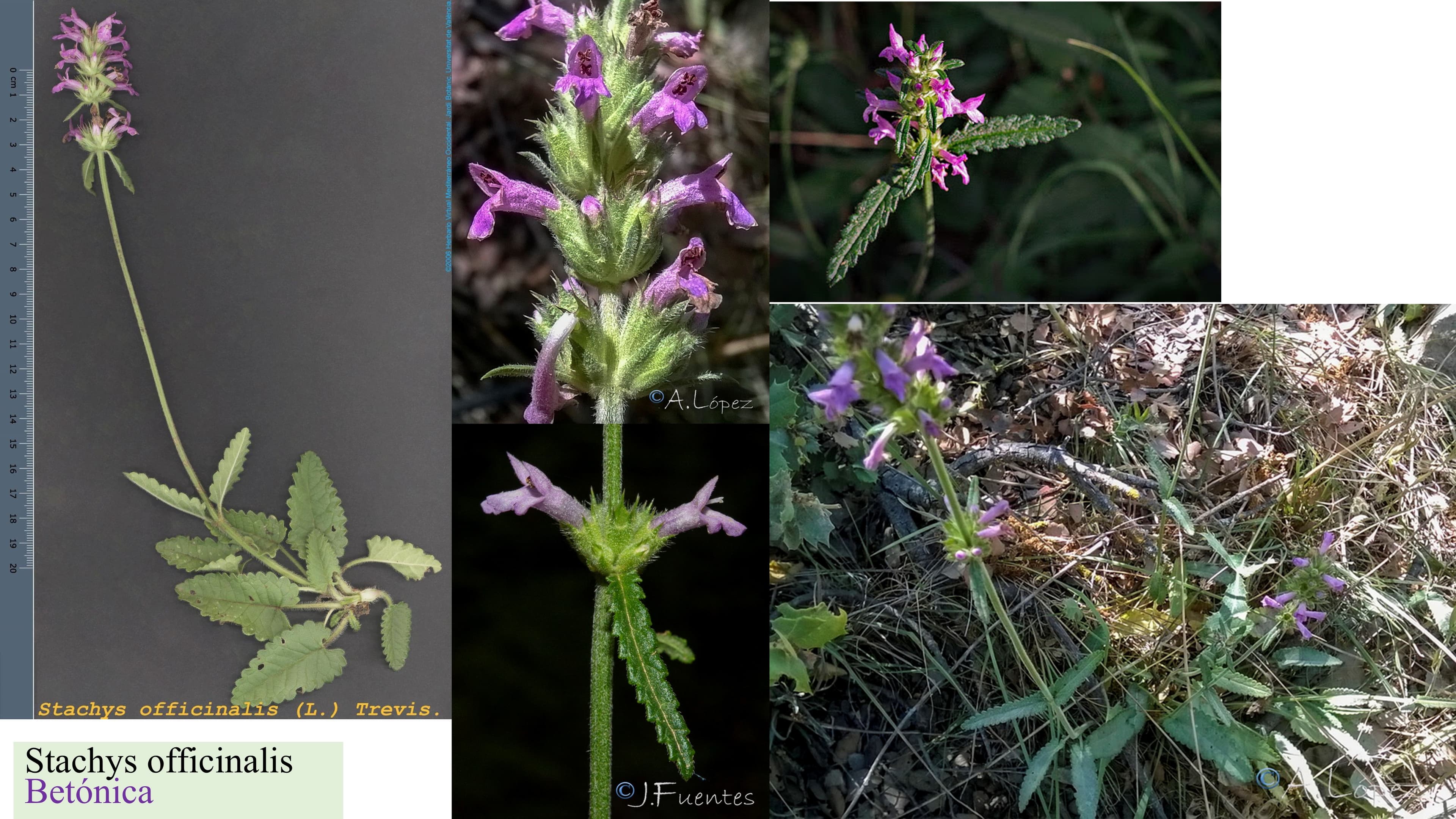 Stachys officinalis
