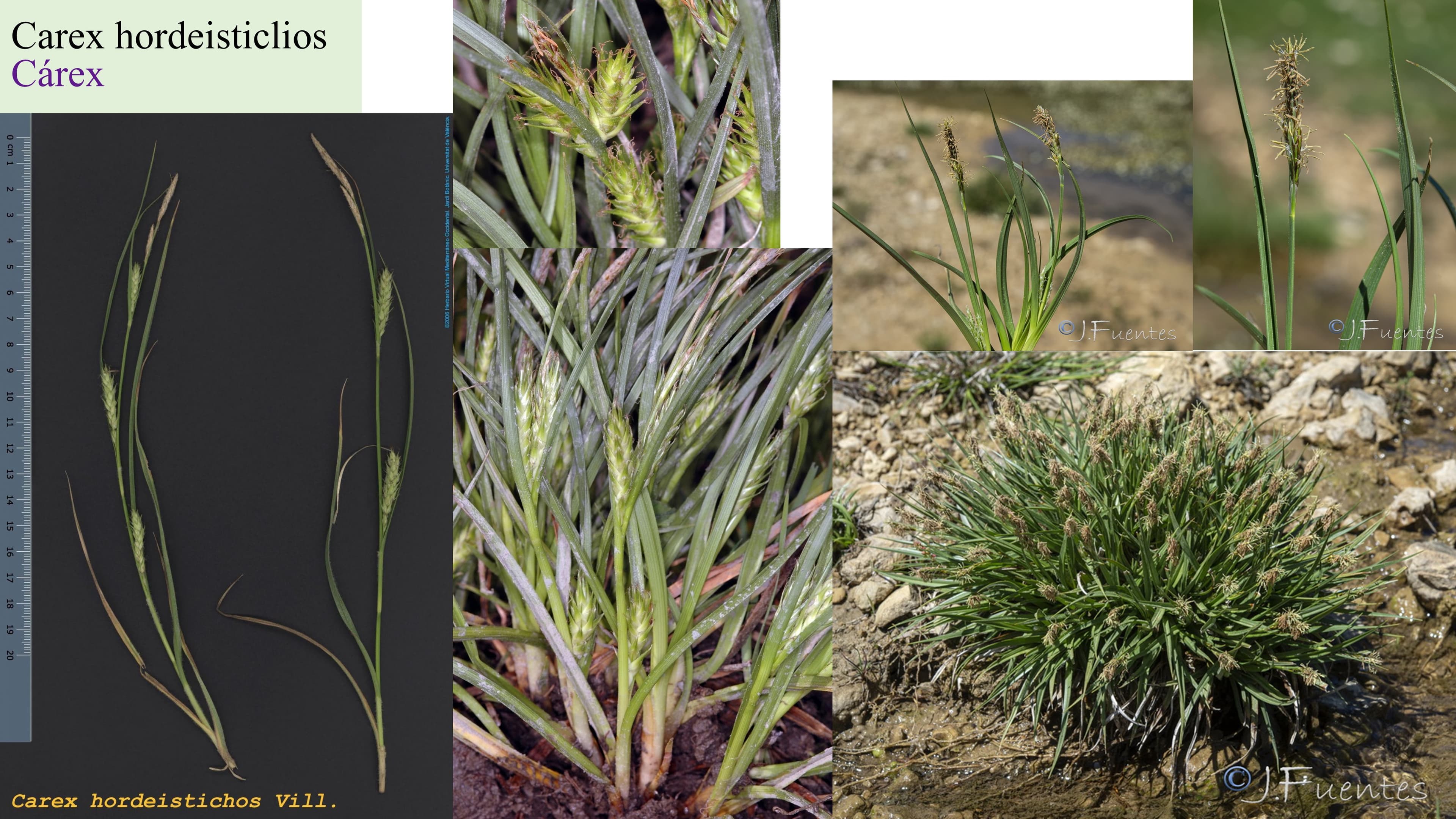 Carex hordeisticlios