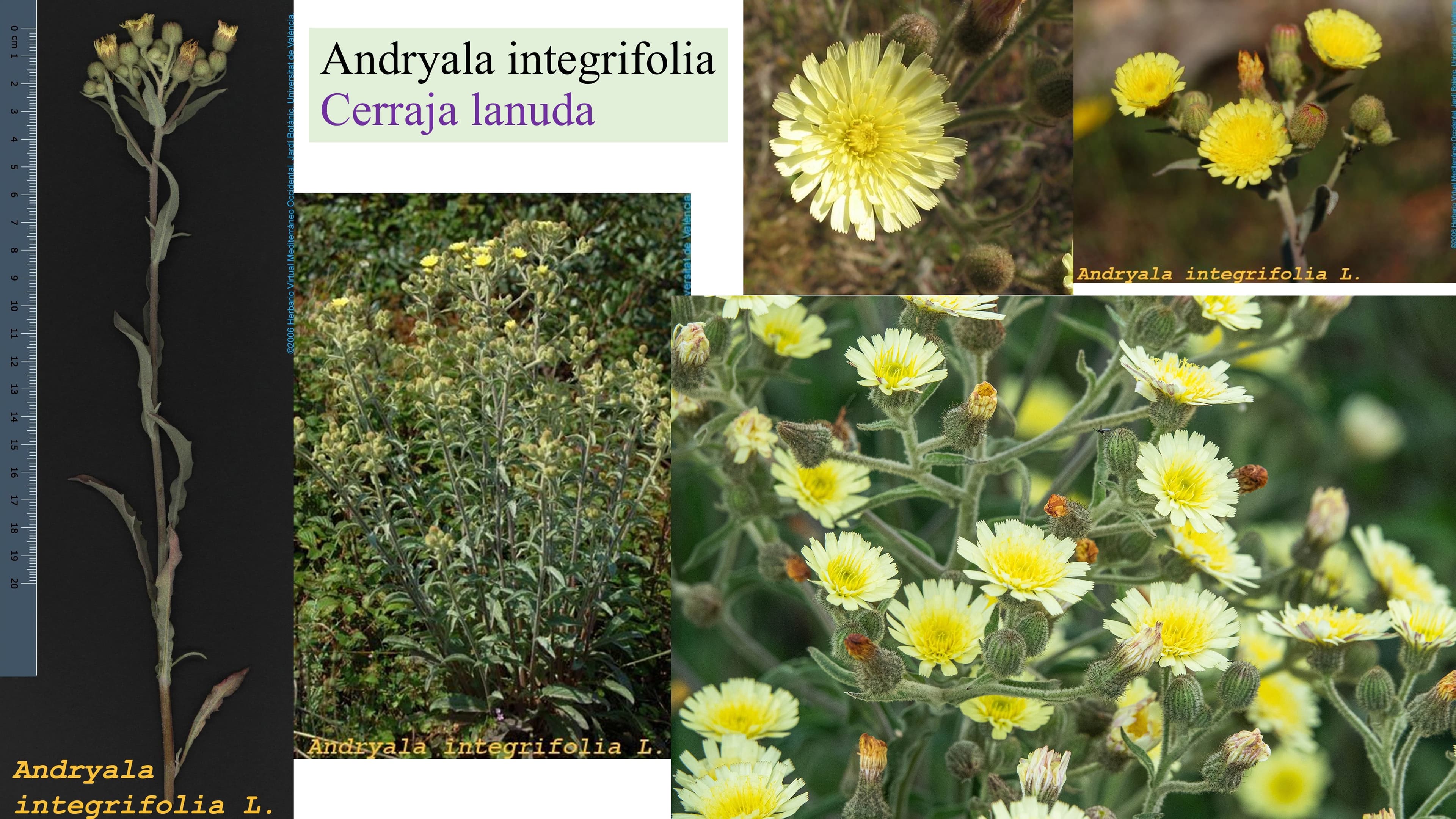 Andryala integrifolia