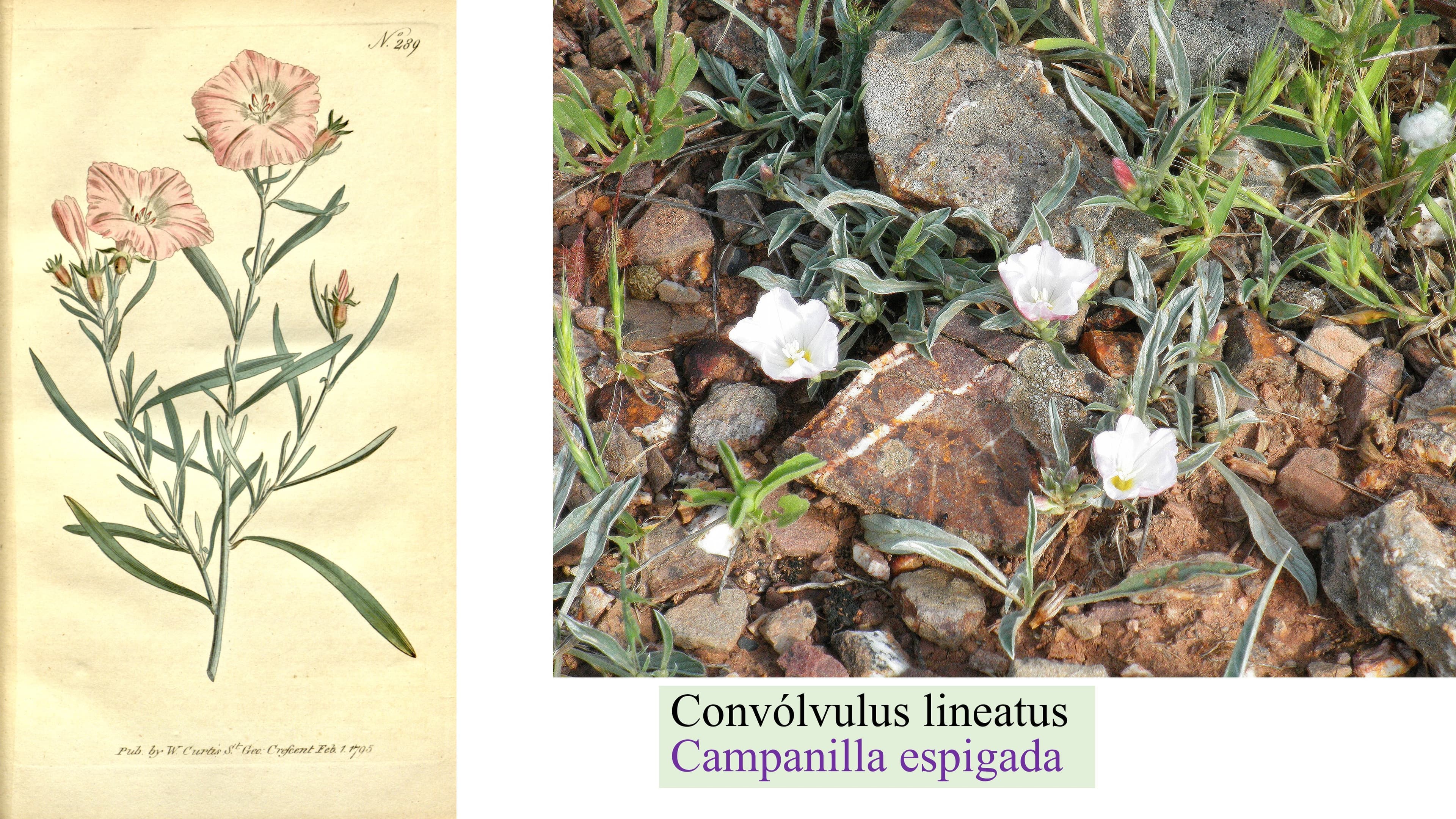 Convolvulus lineatus