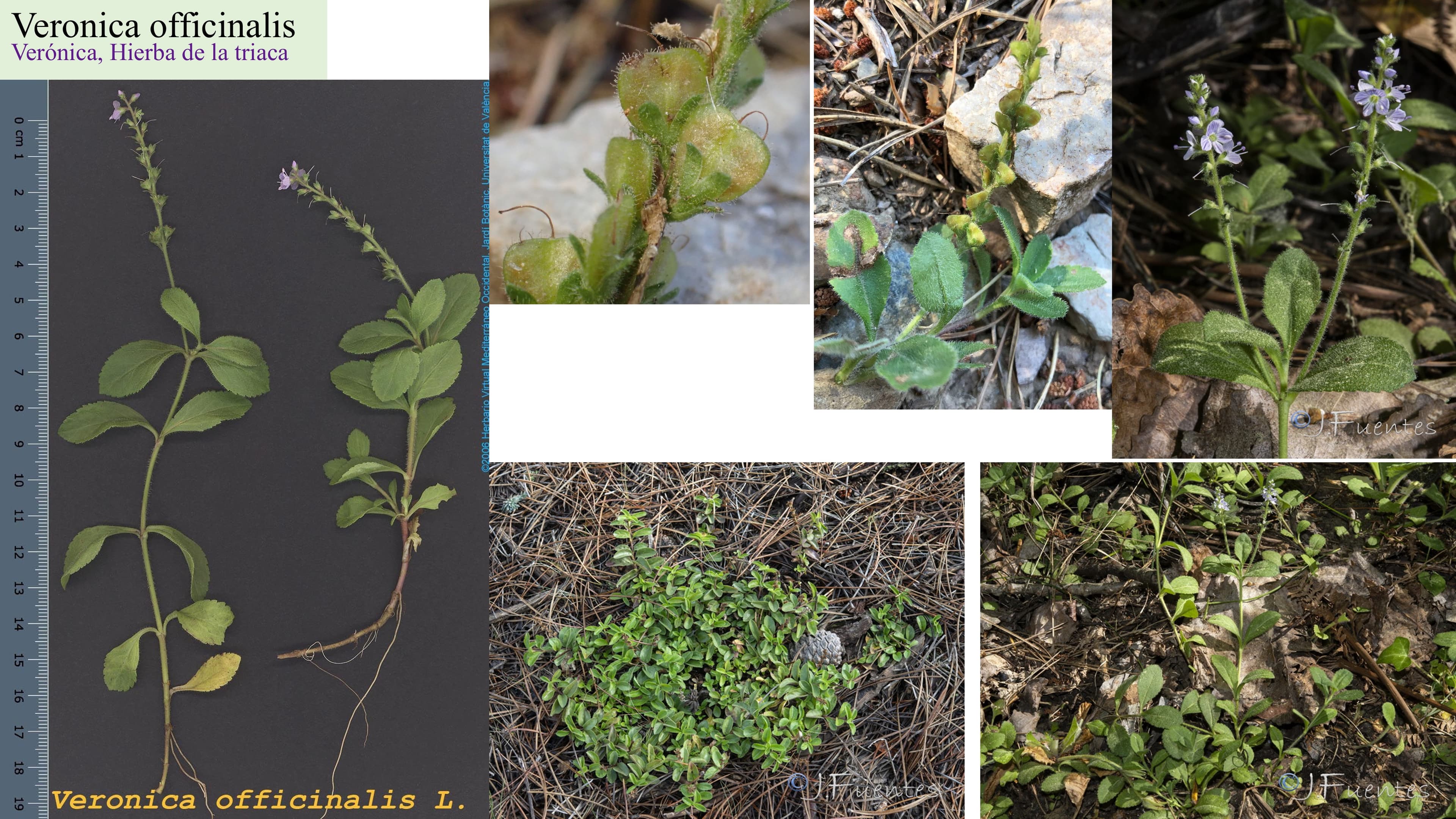 Veronica officinalis