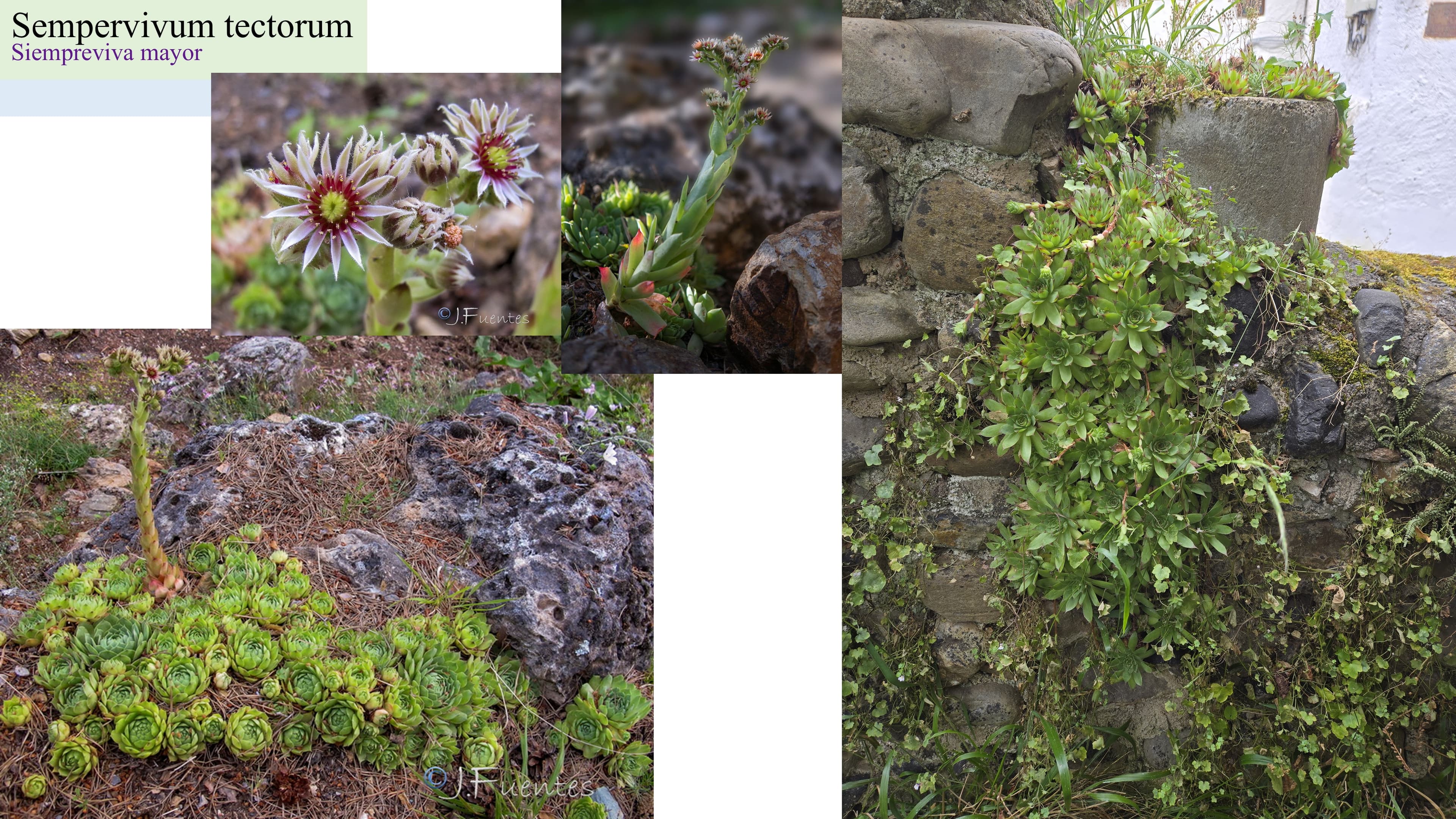 Sempervivum tectorum