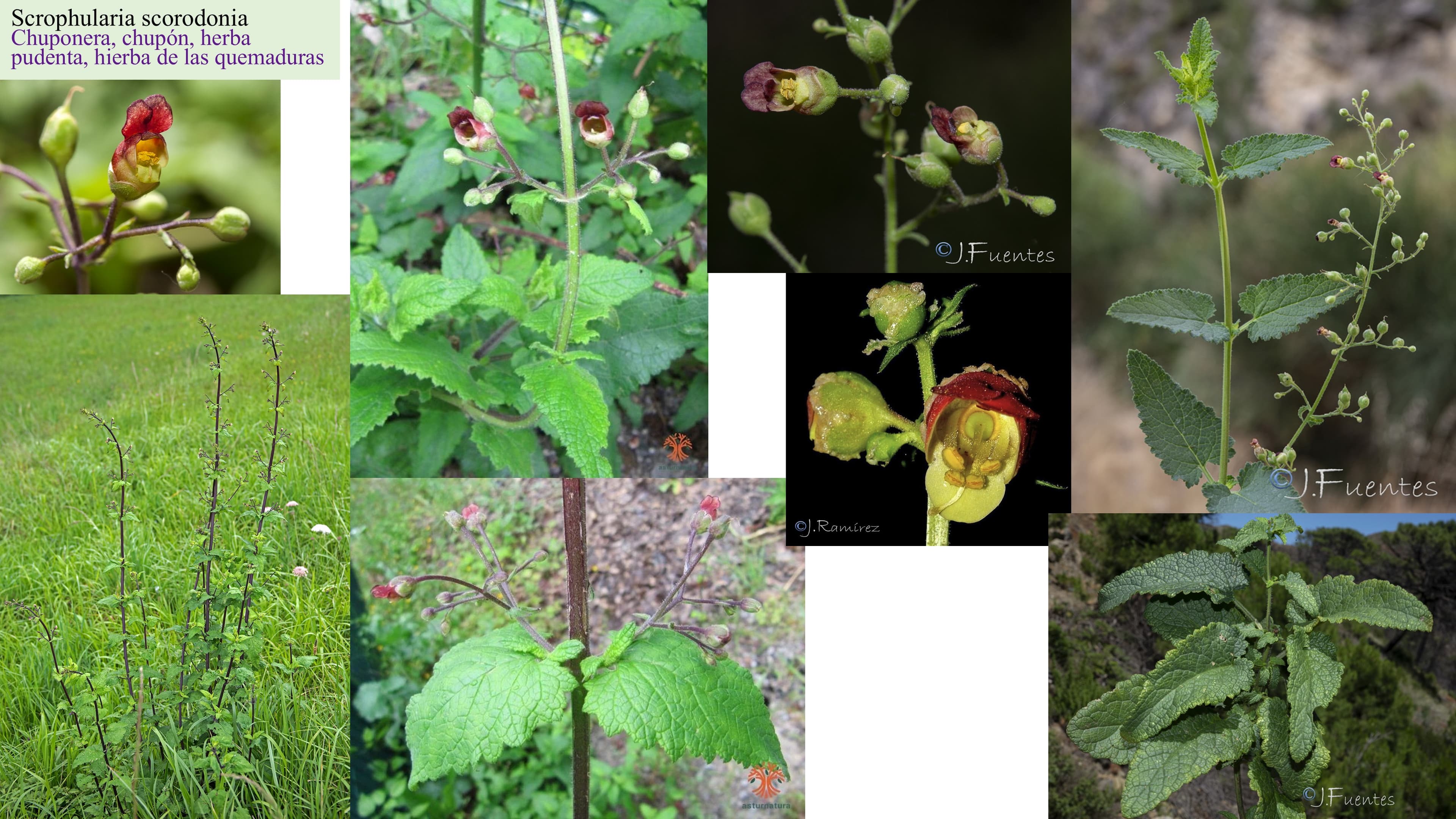 Scrophularia scorodonia