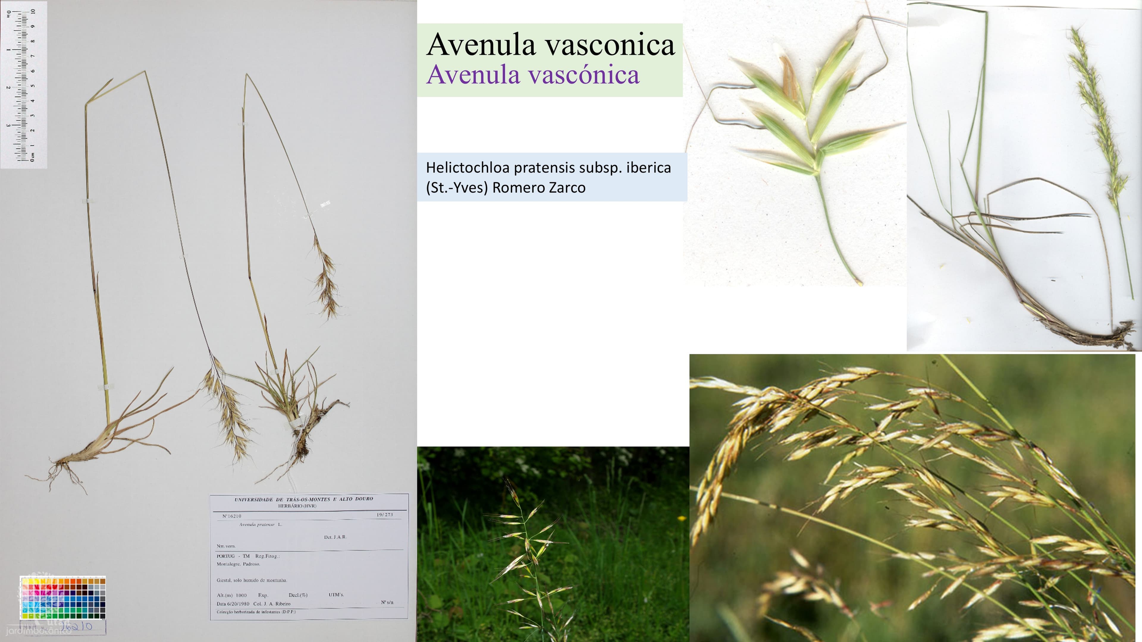 Avenula vasconica