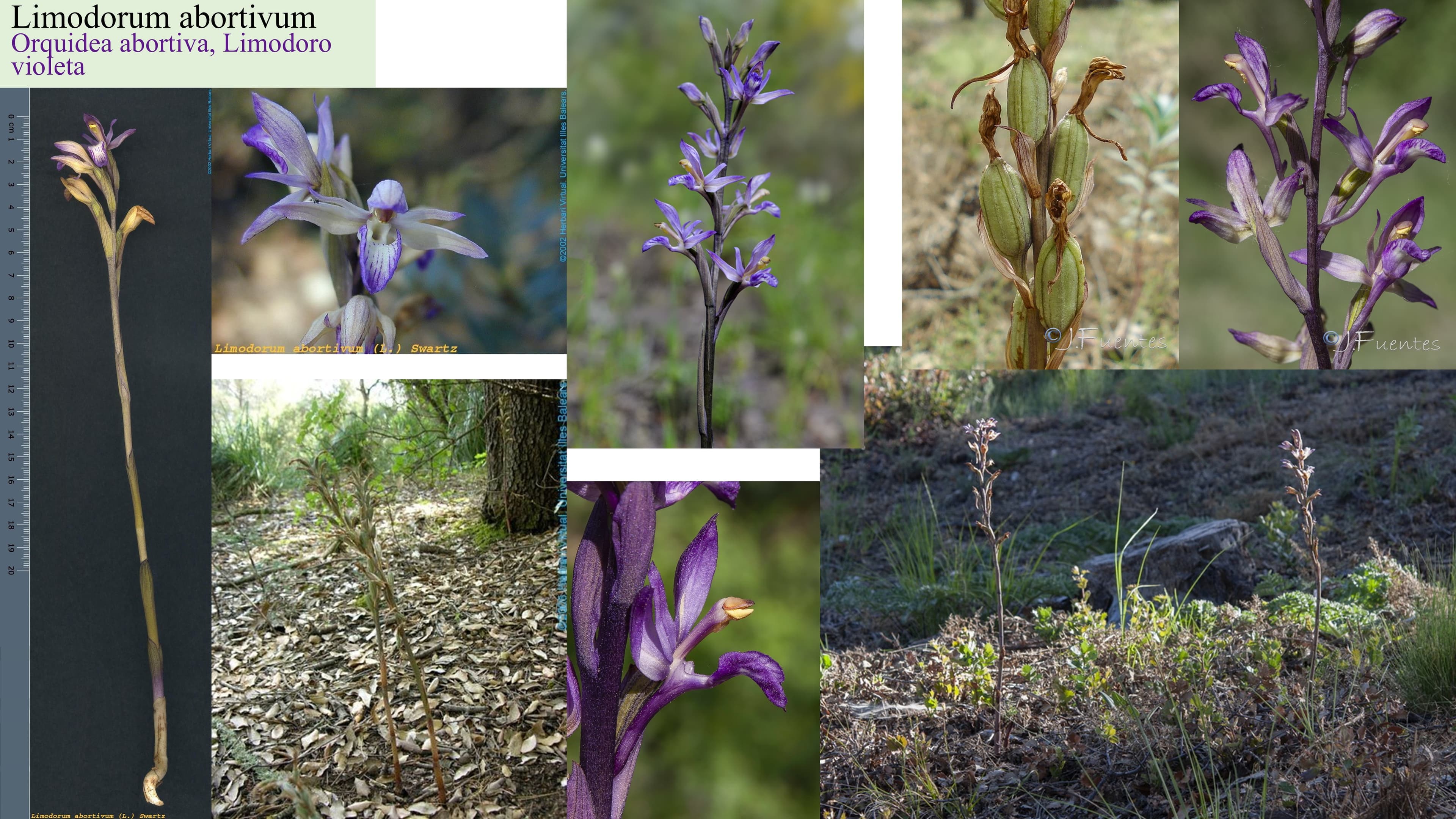 Limodorum abortivum