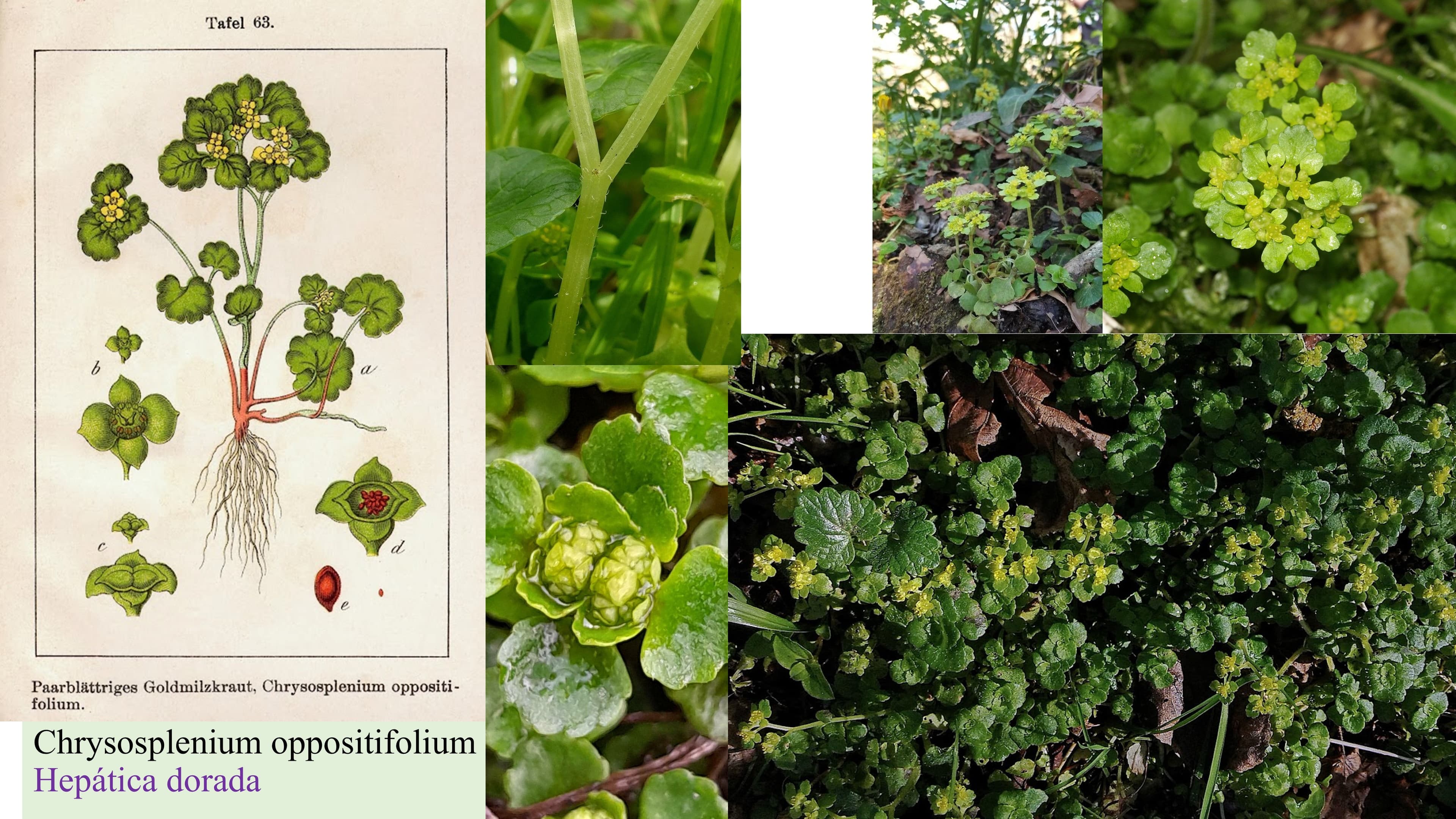 Chrysosplenium oppositifolium