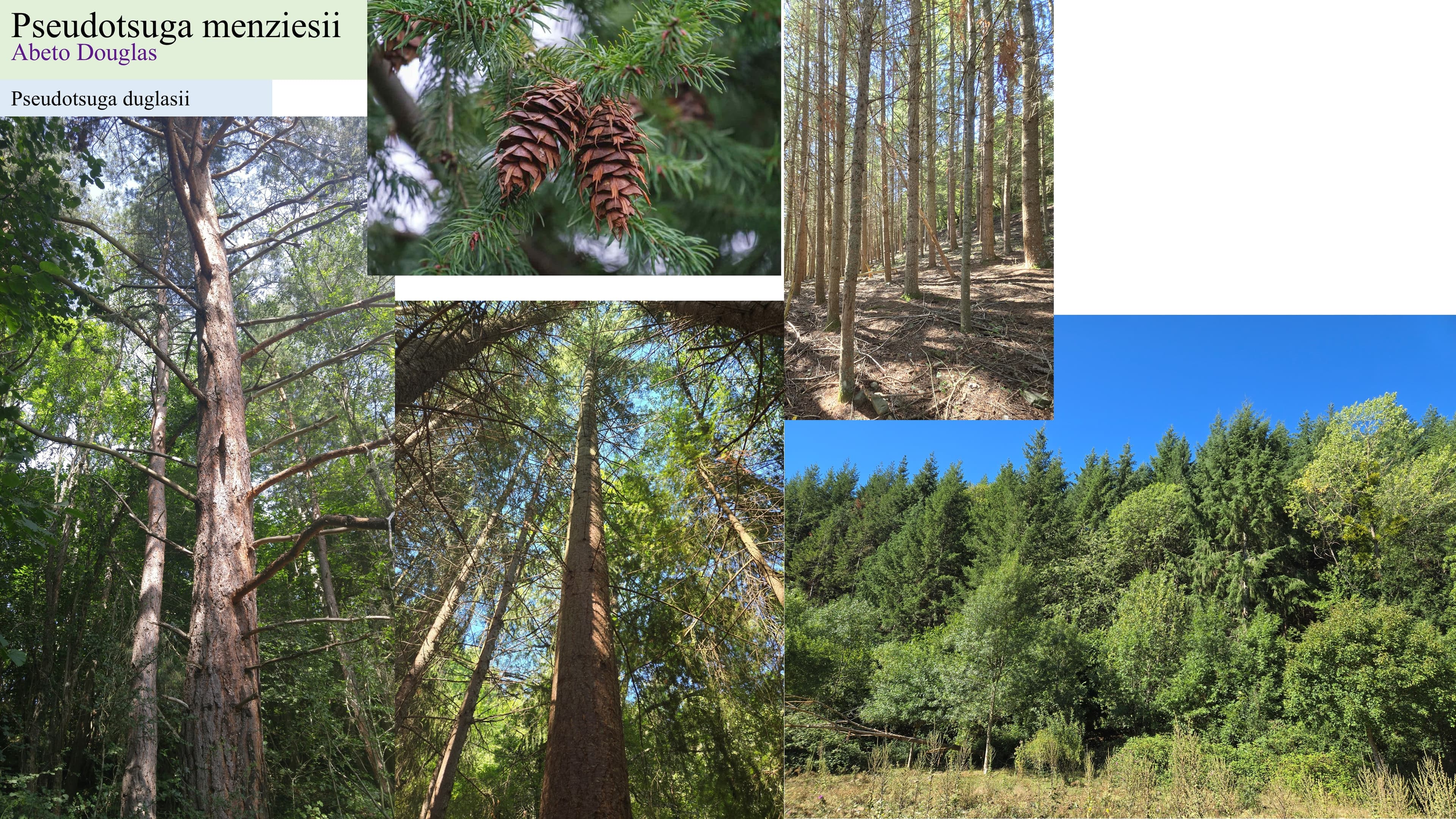 Pseudotsuga menziesii