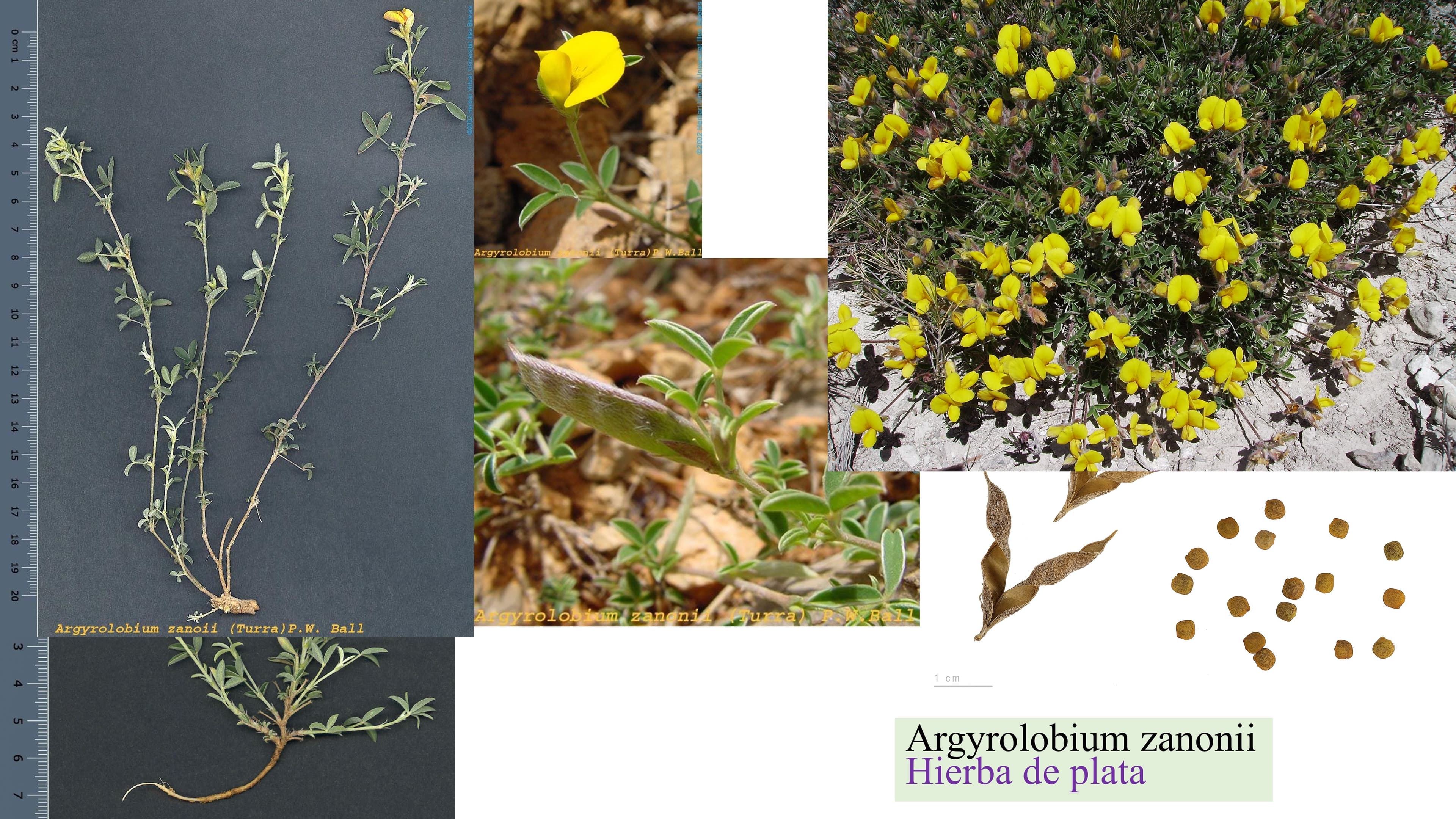 Argyrolobium zanonii