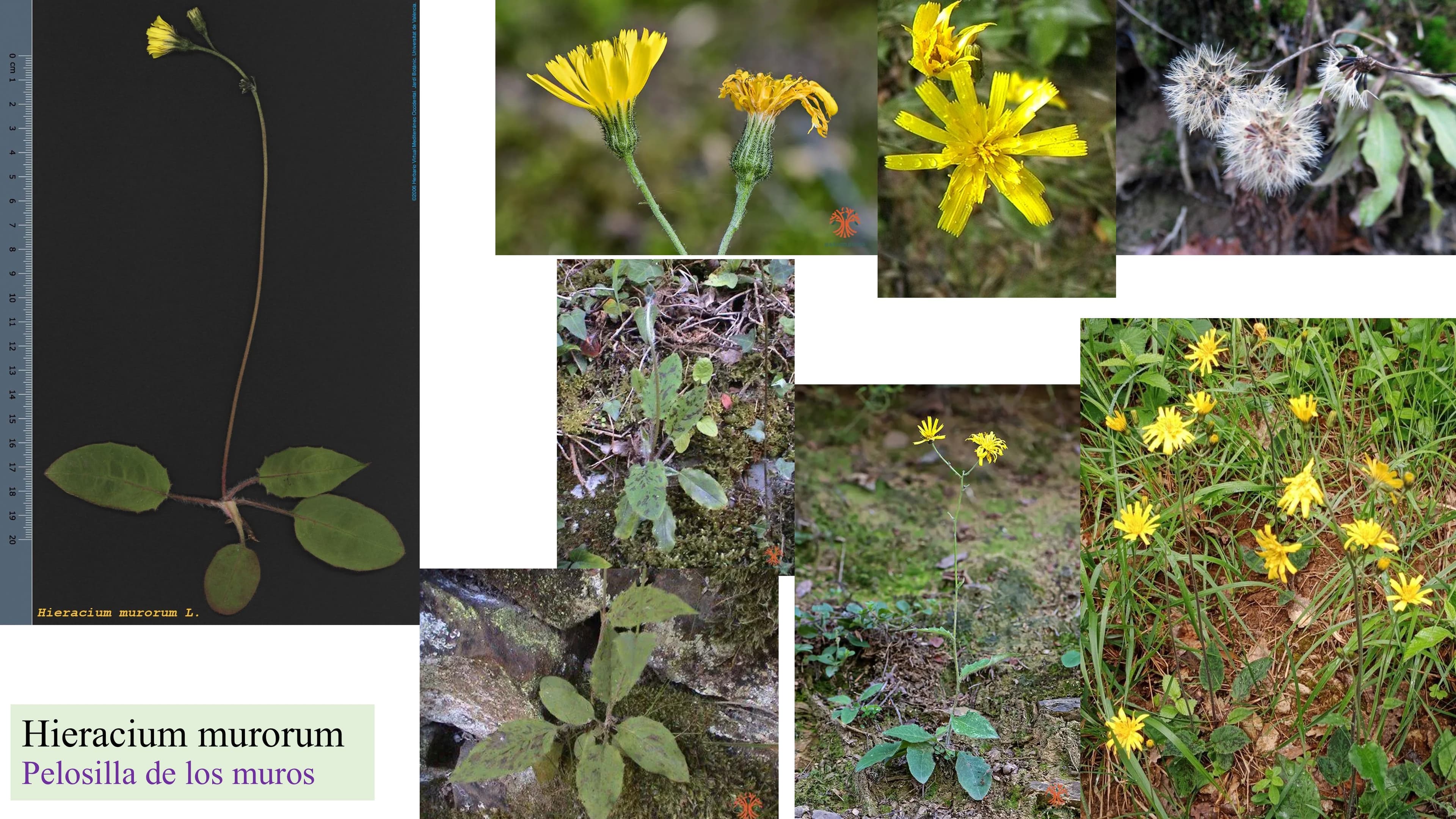 Hieracium murorum